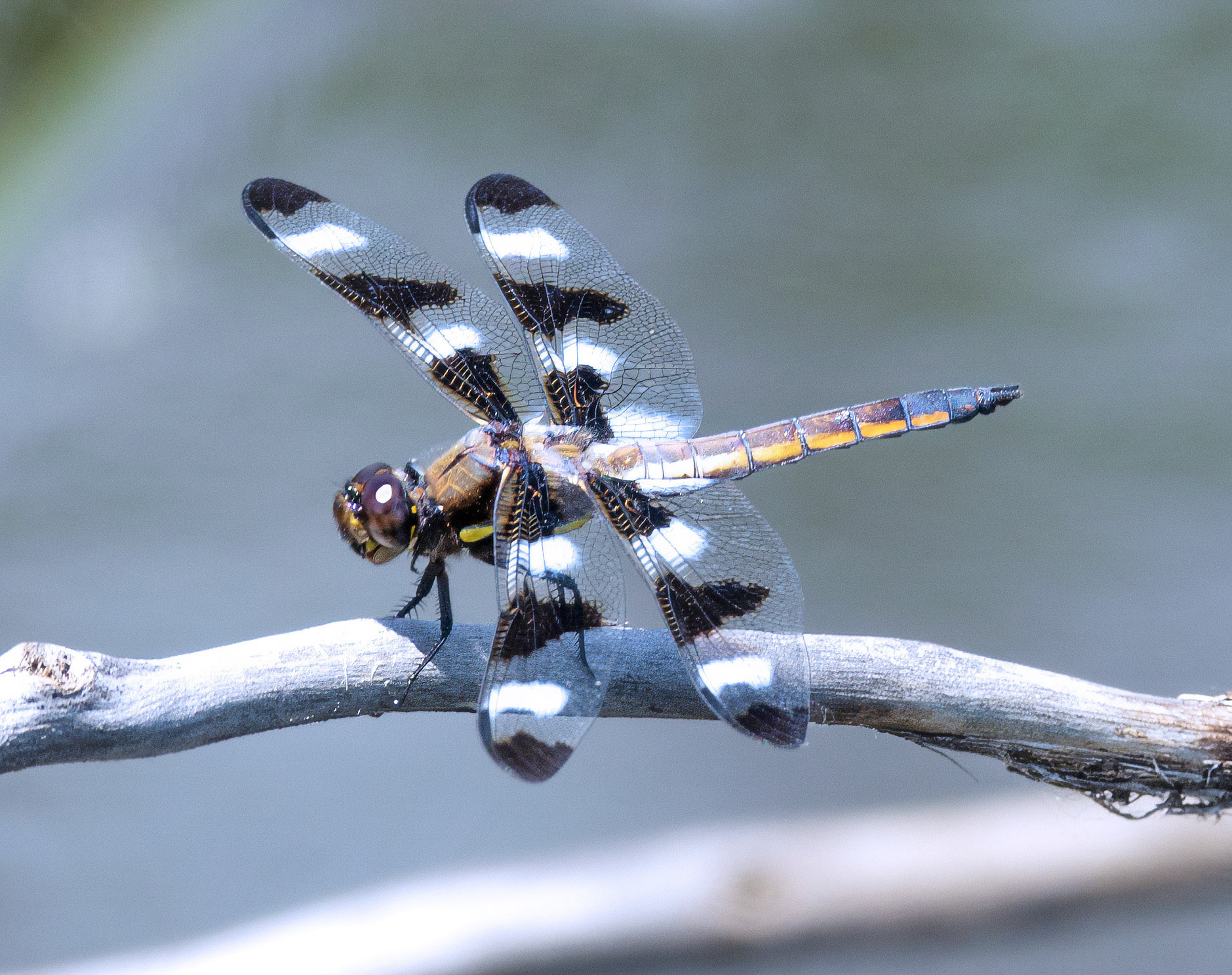 Twelve-spotted Skimmer Dragonfly 2