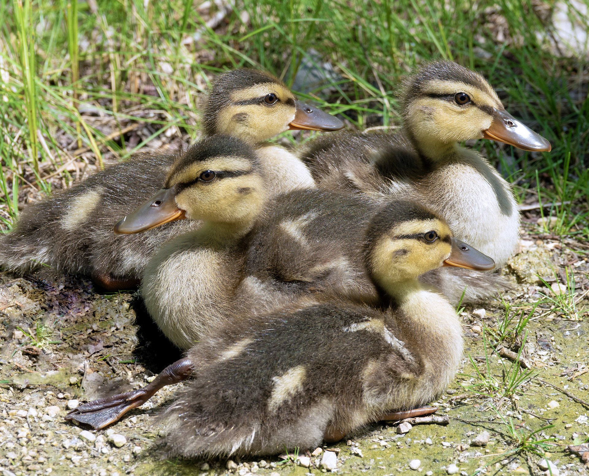 Ducklets
