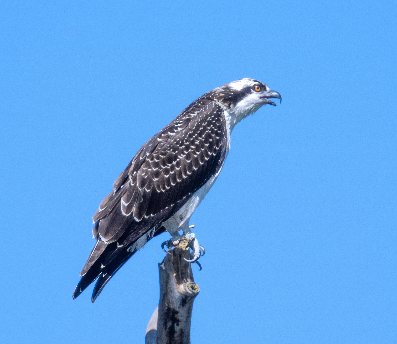 Osprey 1