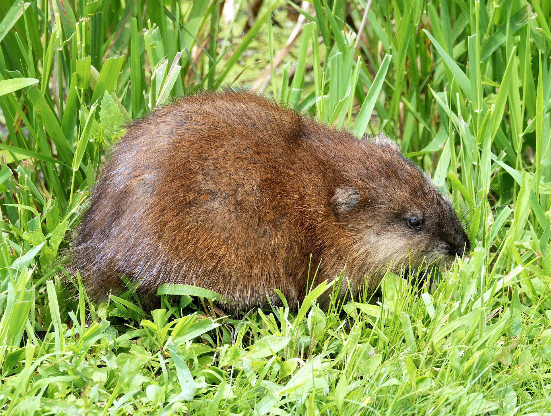 Muskrat 1