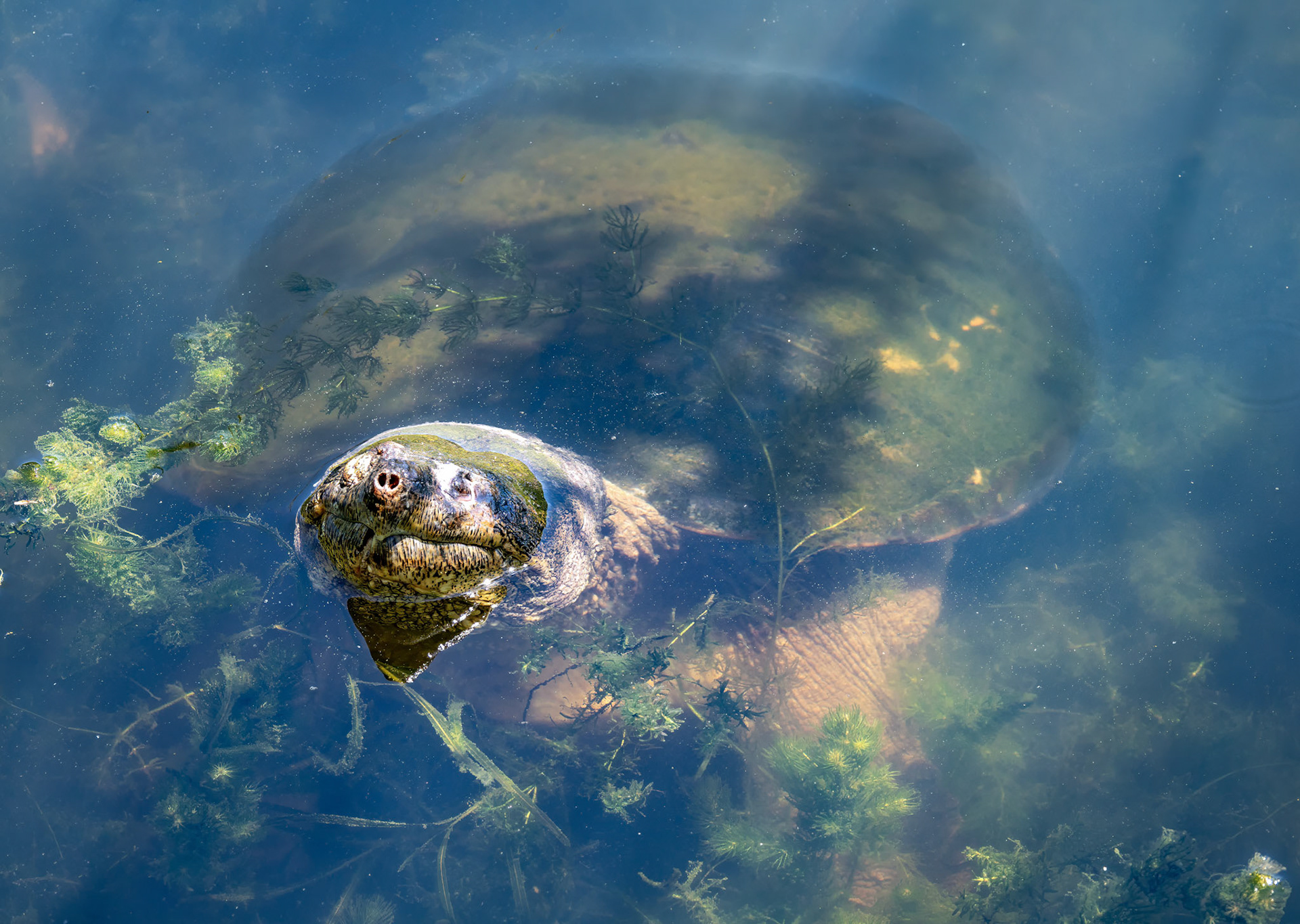 Snapping Turtle (Monster)