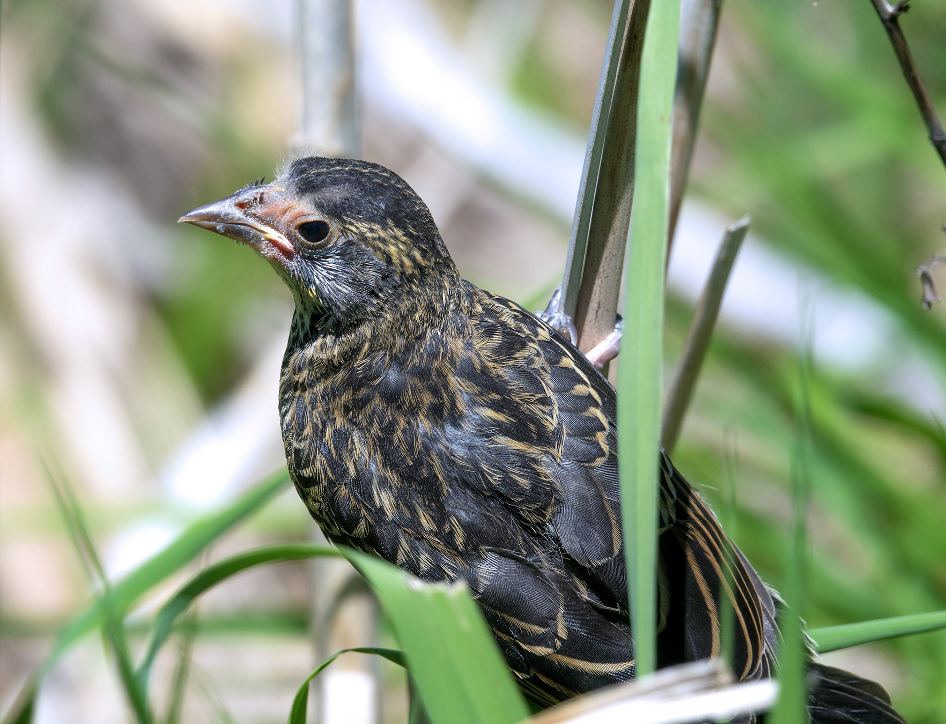 Red-winged Blackbird (Fledgling)
