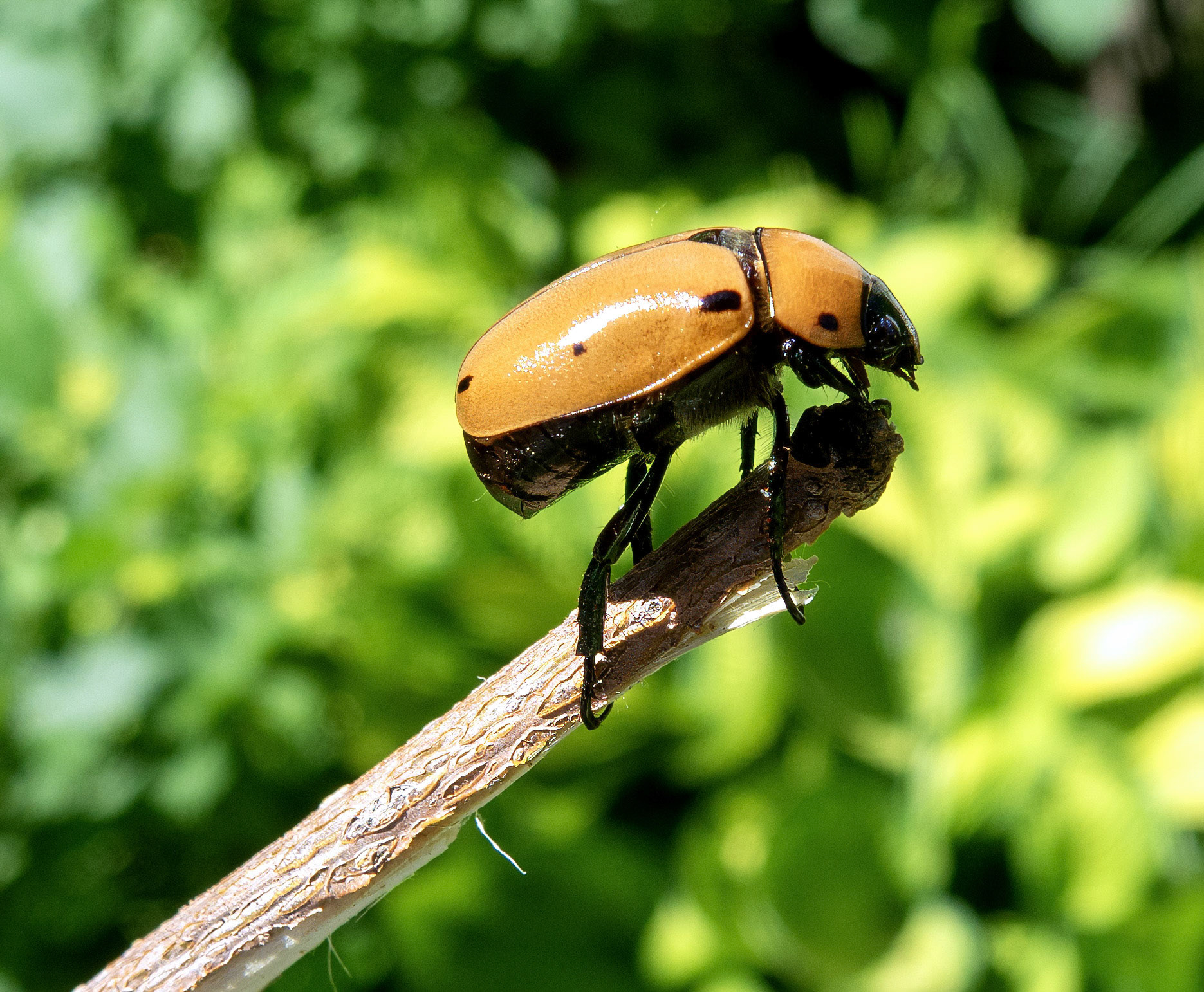 Grapevine Beetle