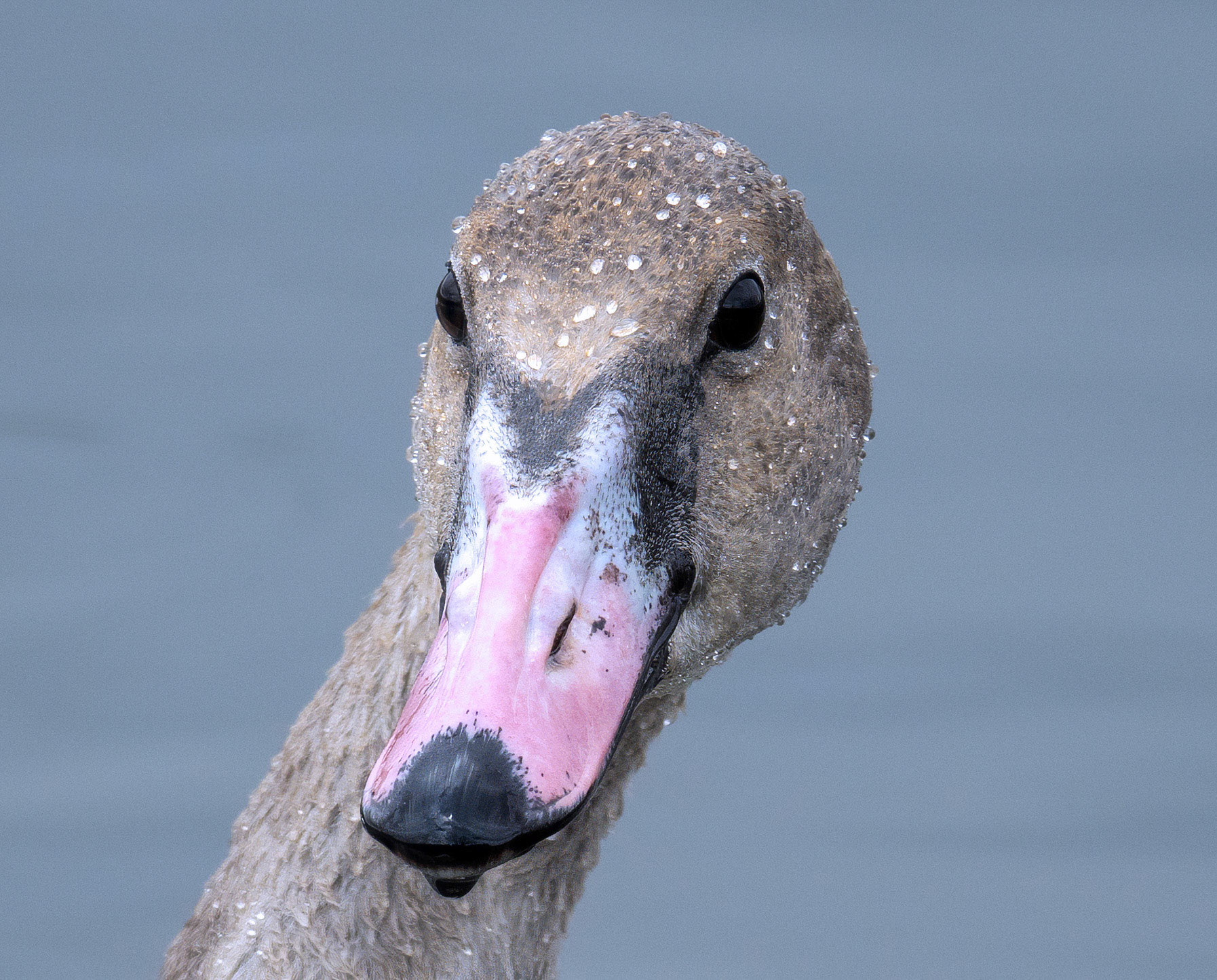 Swan (Adolescent) 1