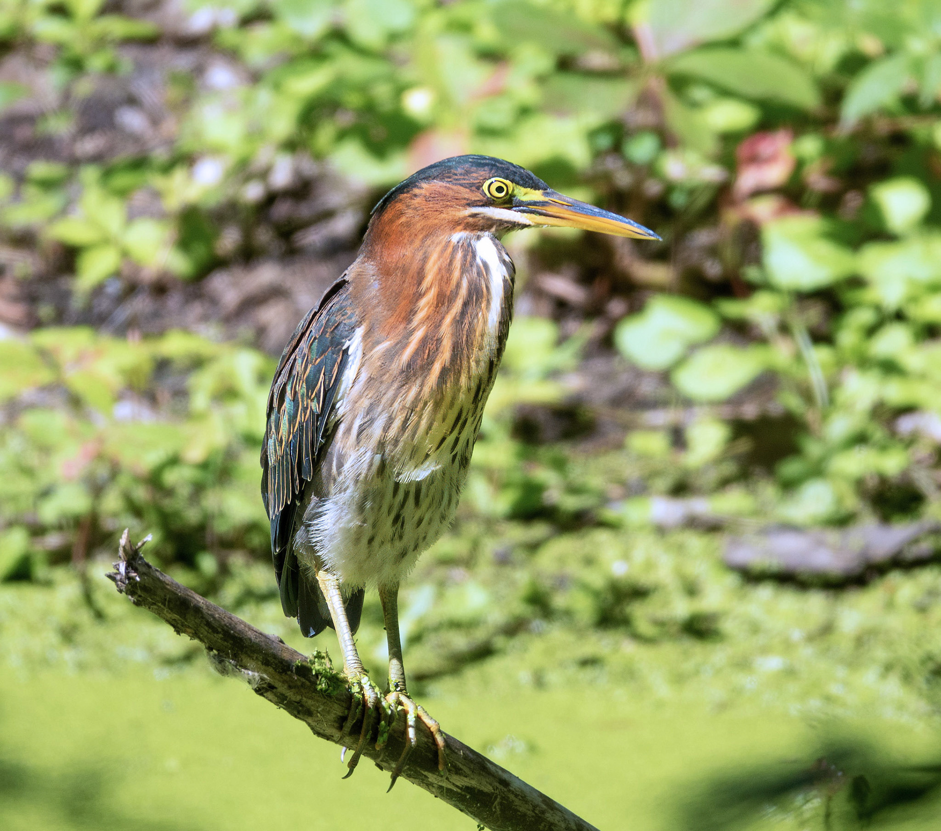 Green Heron 1