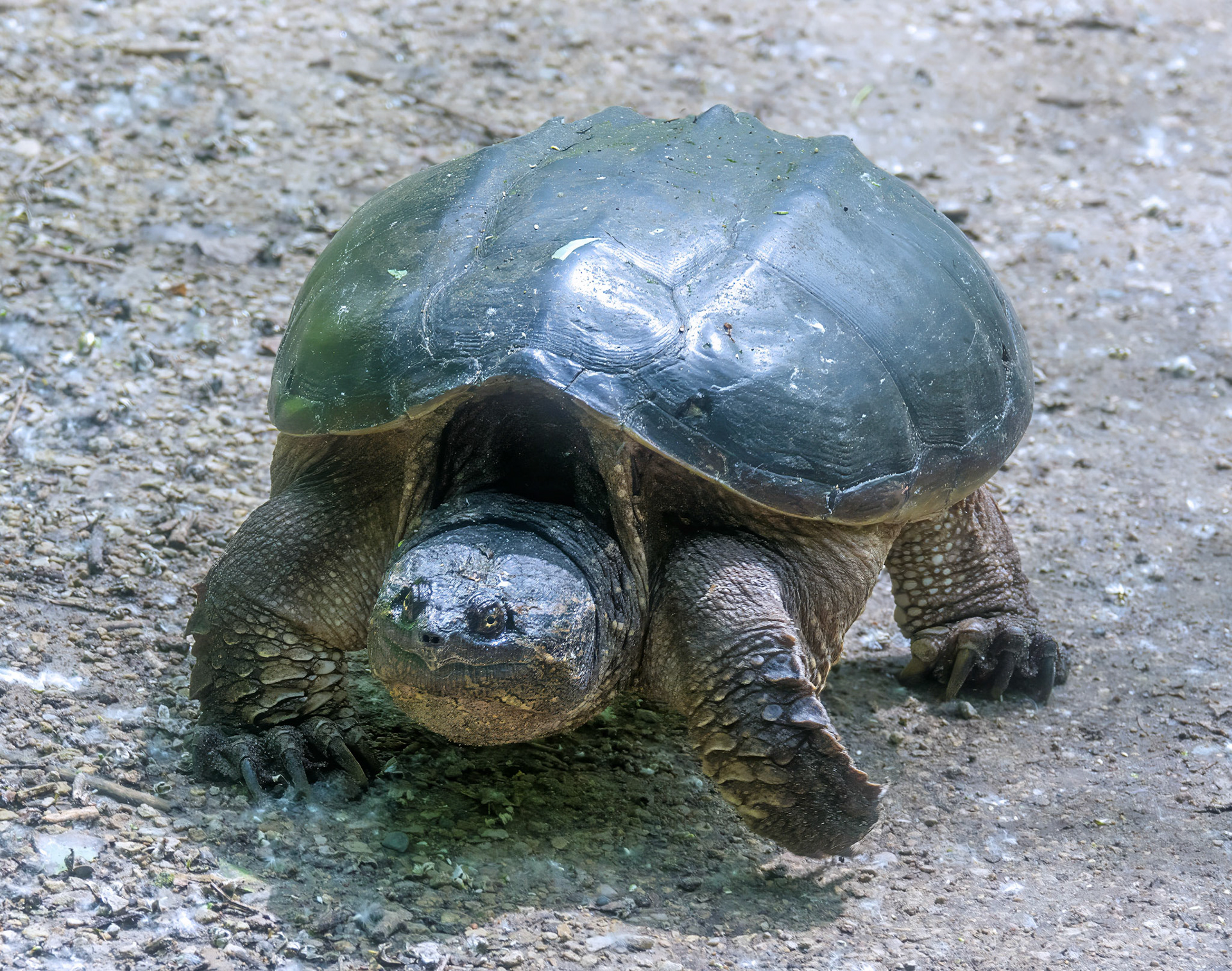 Snapping Turtle 2