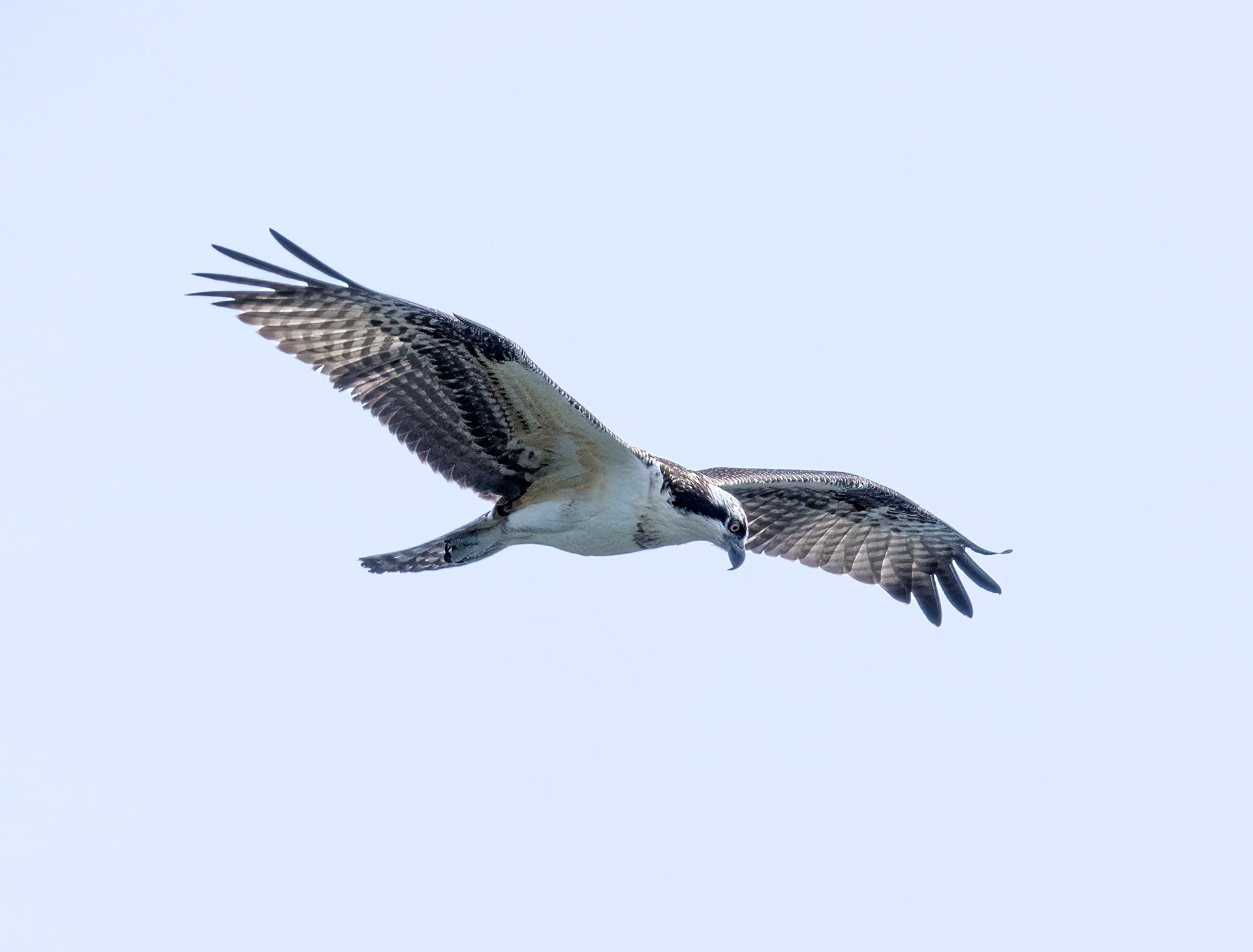 Osprey 2