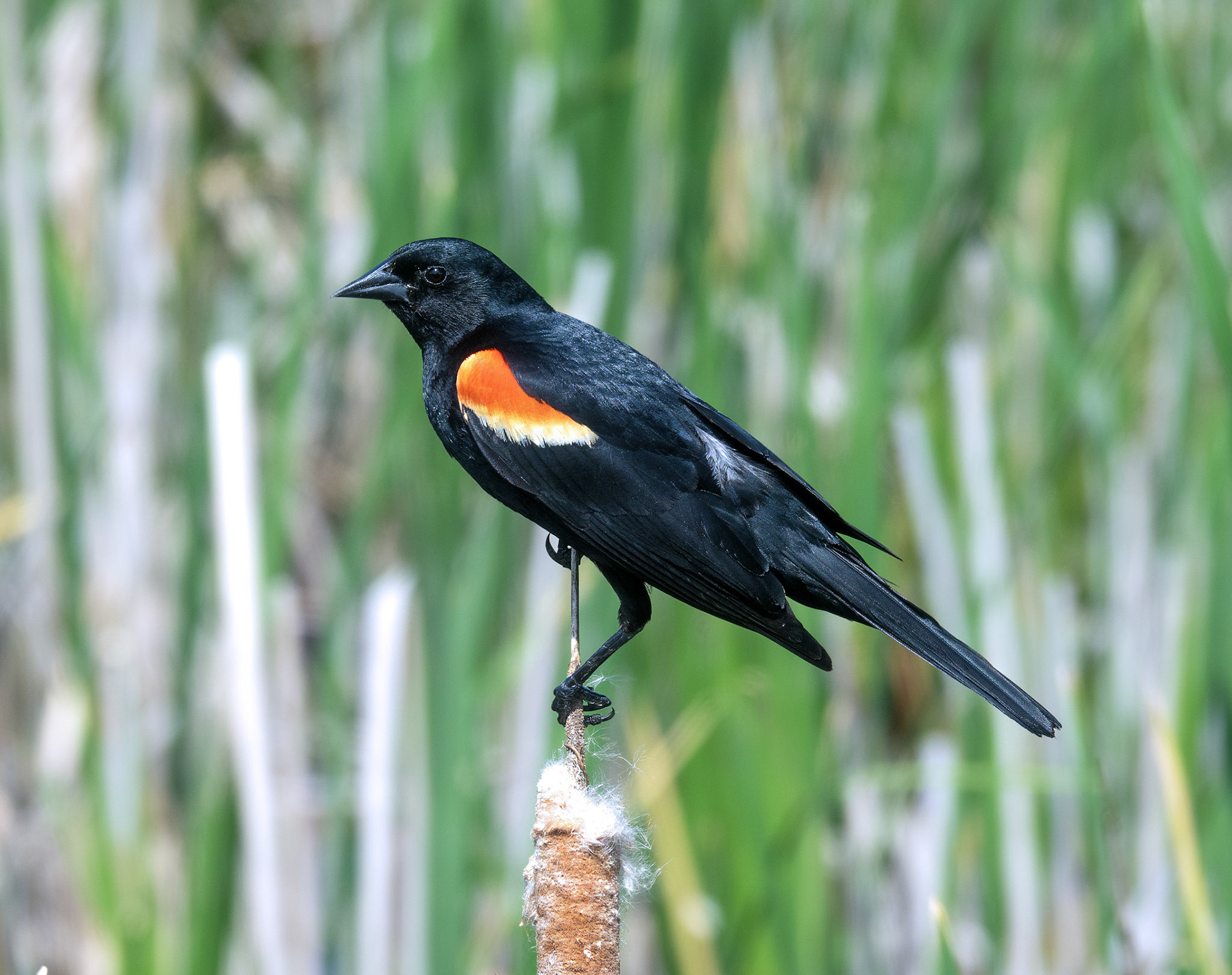 Red-winged Blackbird 2