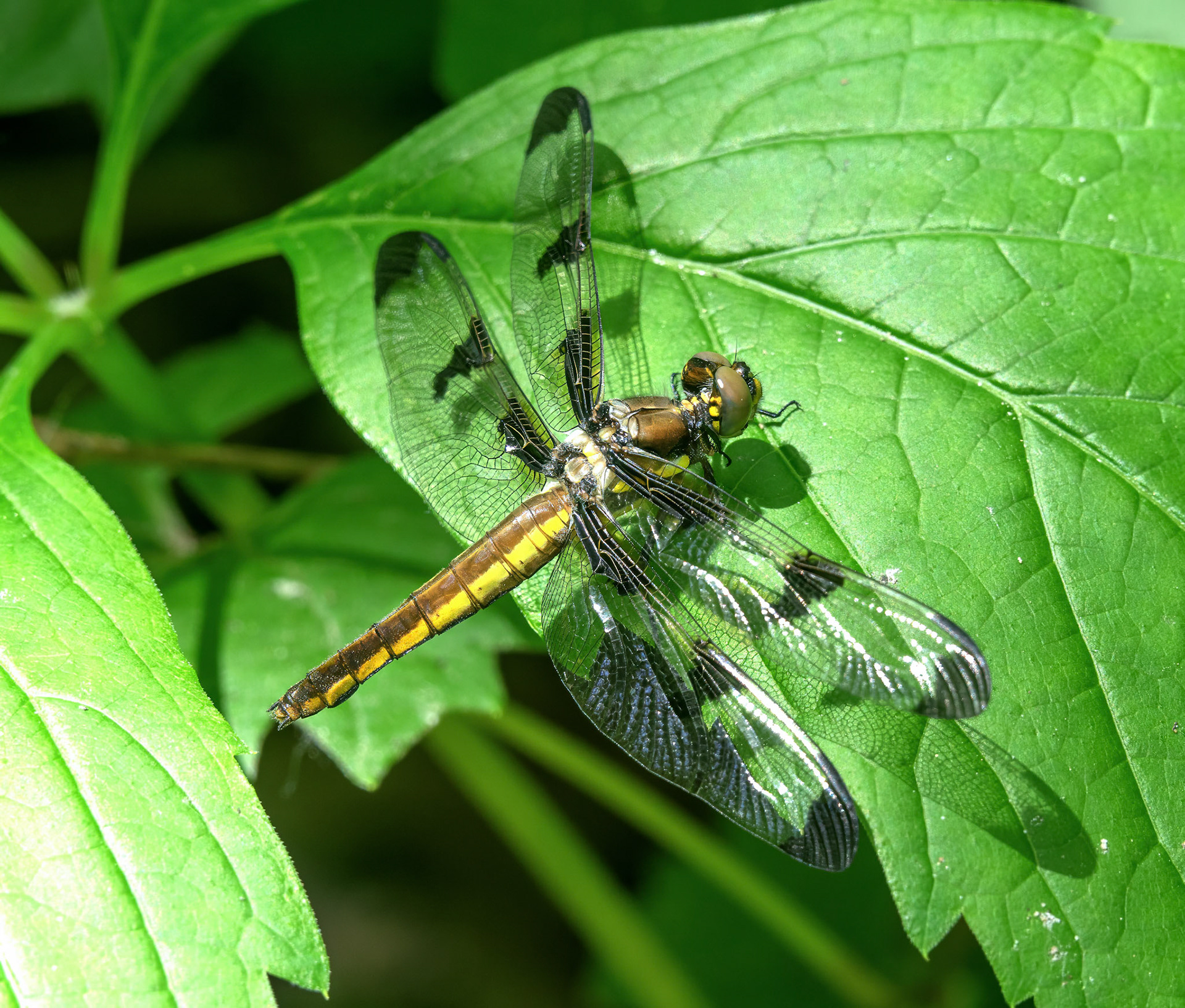 Twelve-spotted Skimmer Dragonfly 1