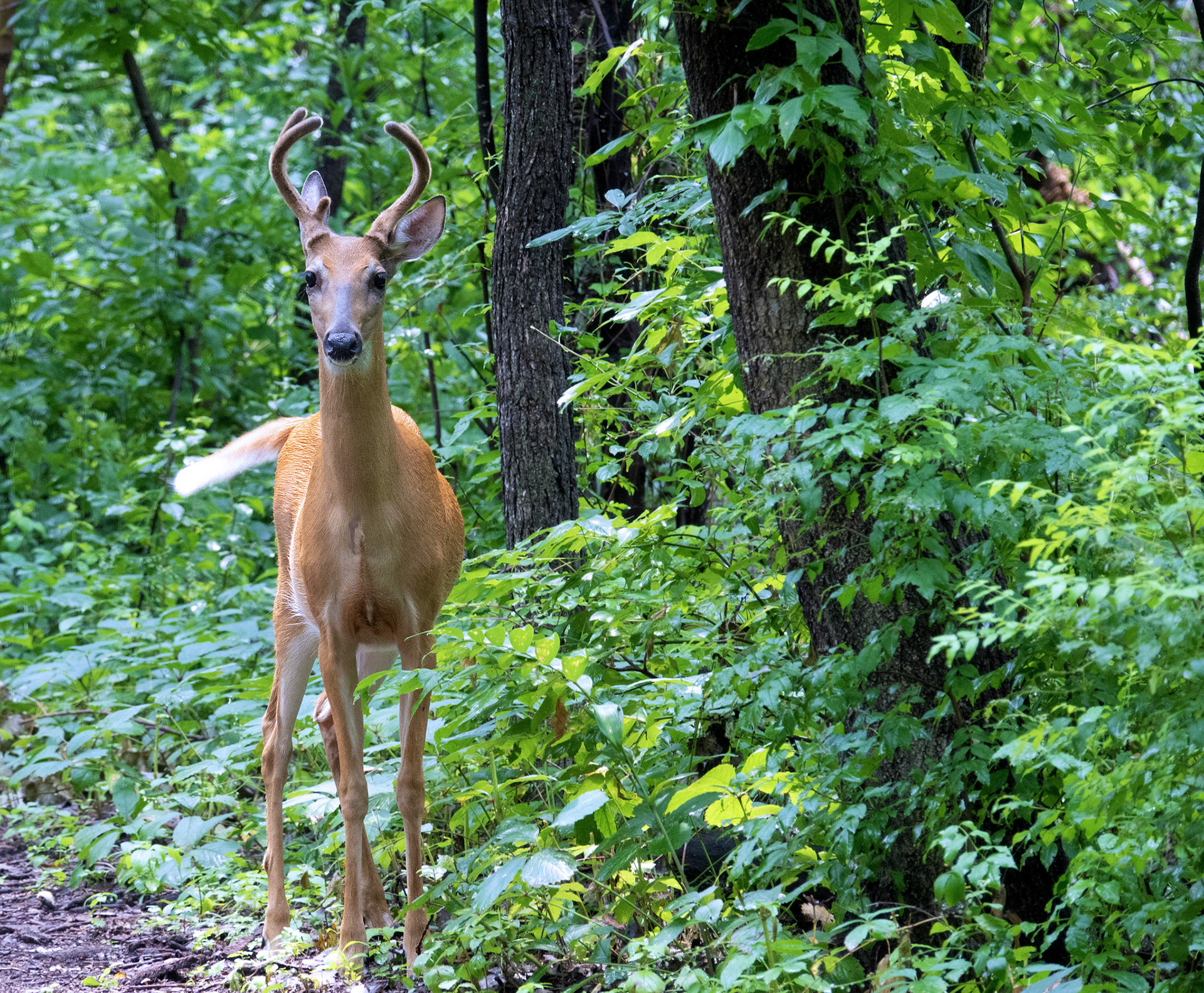 White Tail Deer (Buck 2)