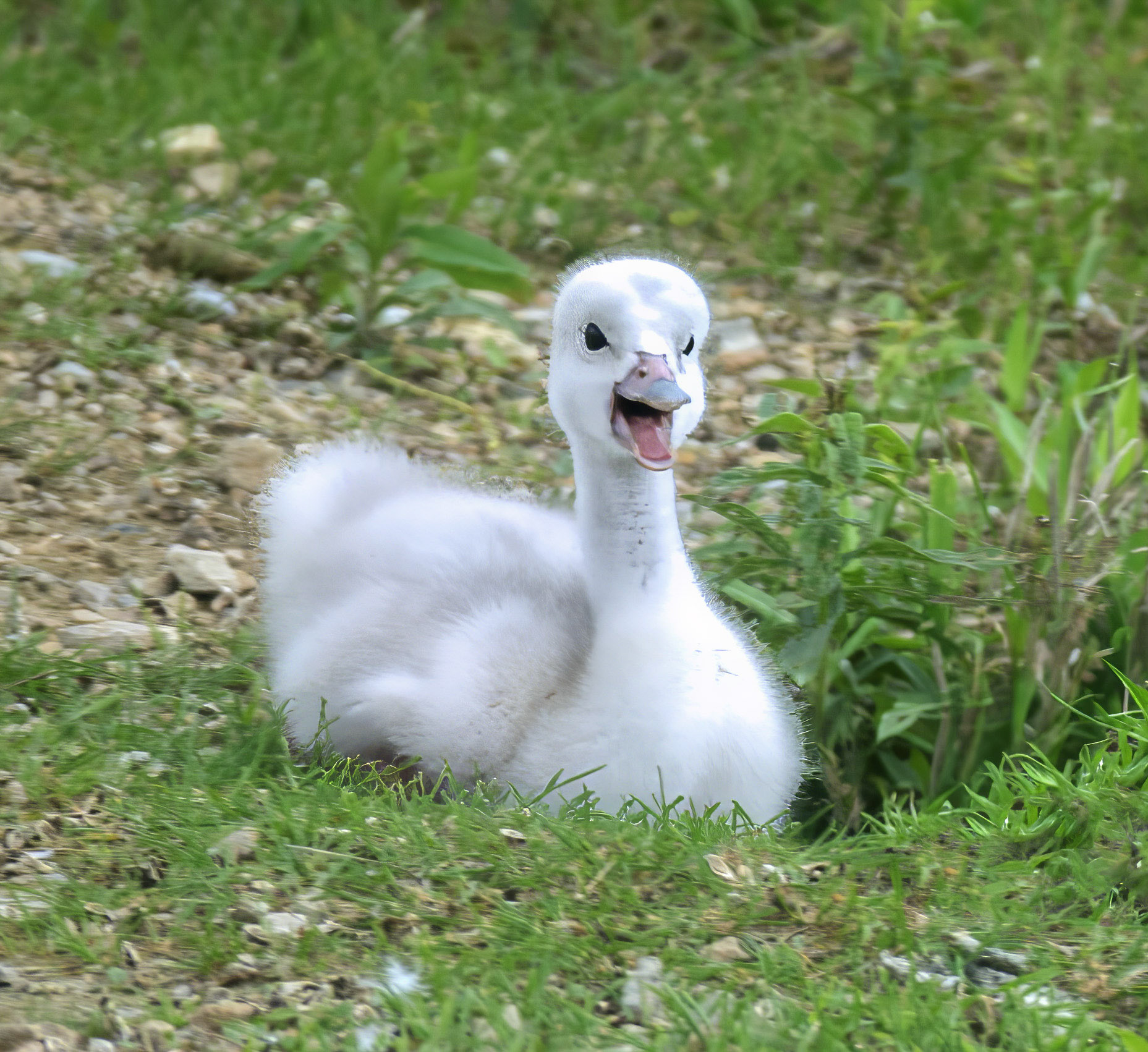 Happy Cygnet