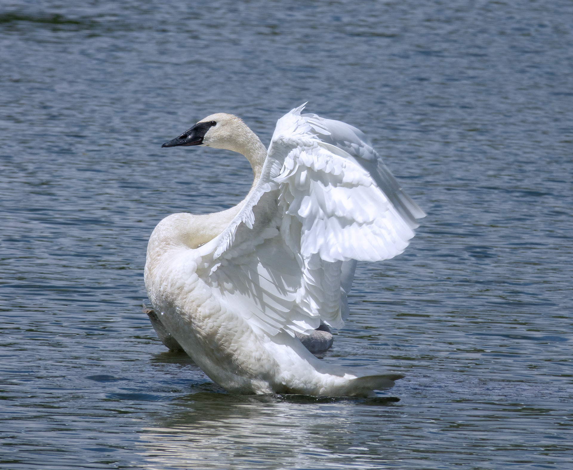 Swan 3