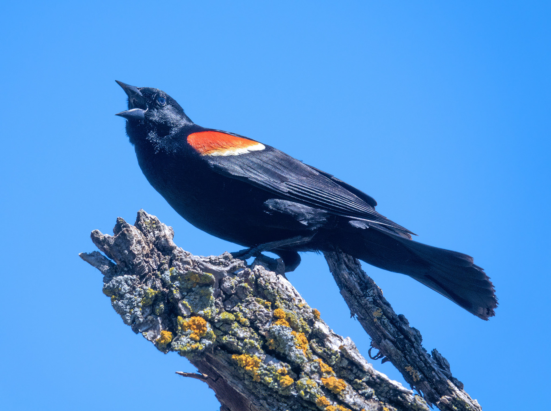 Red-winged Blackbird 1