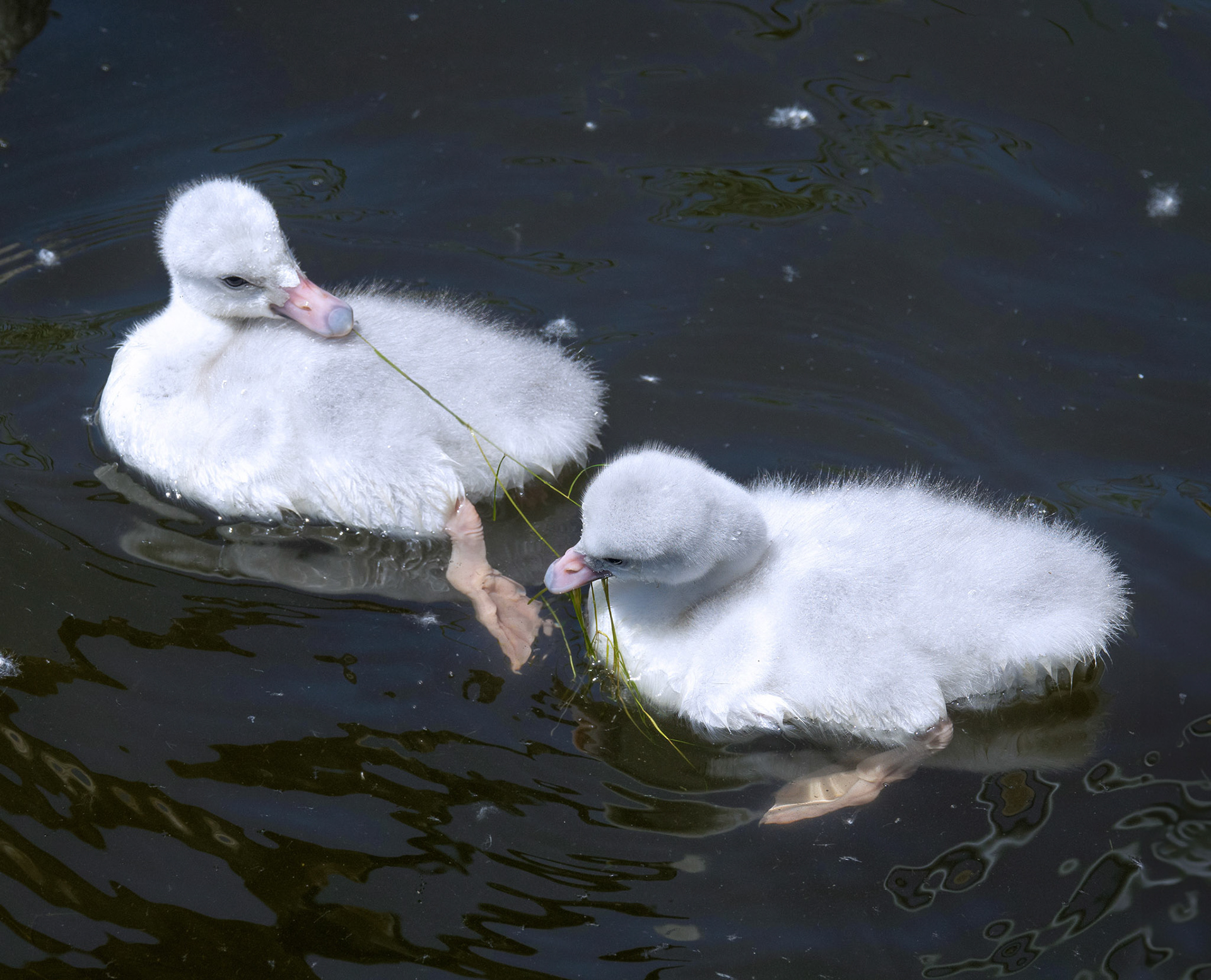 Cygnets 1