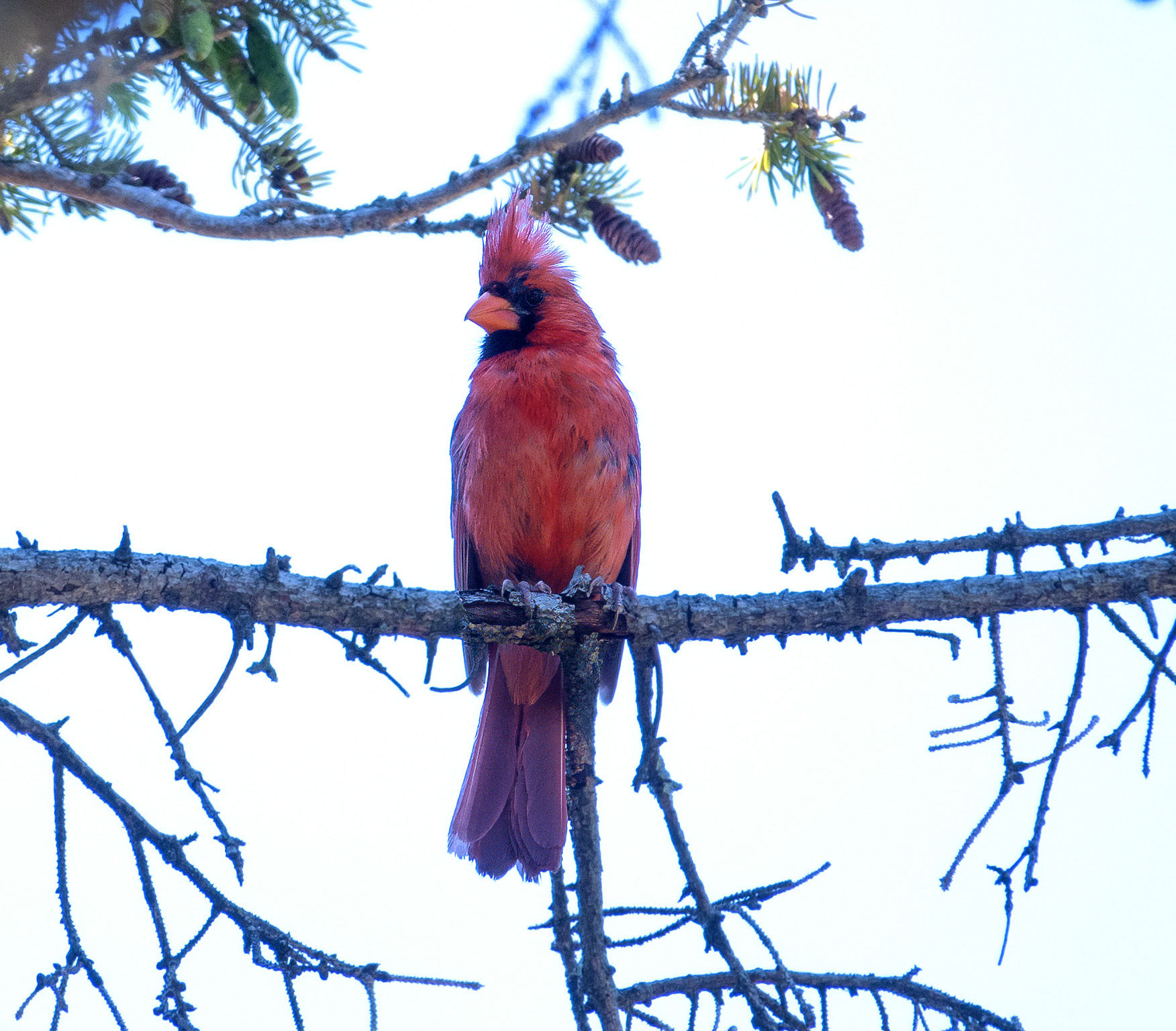 Cardinal