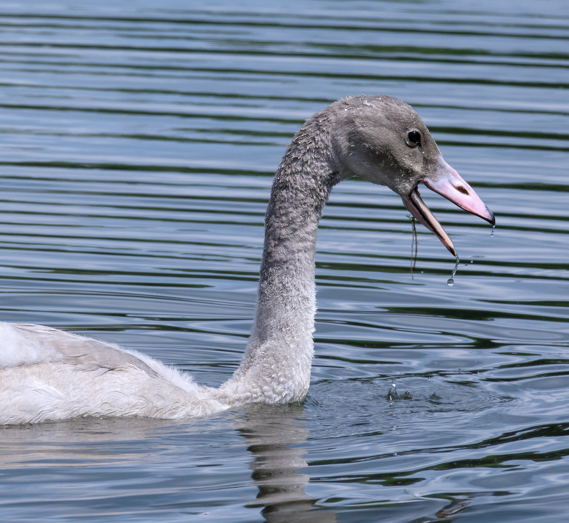 Swan (Adolescent2