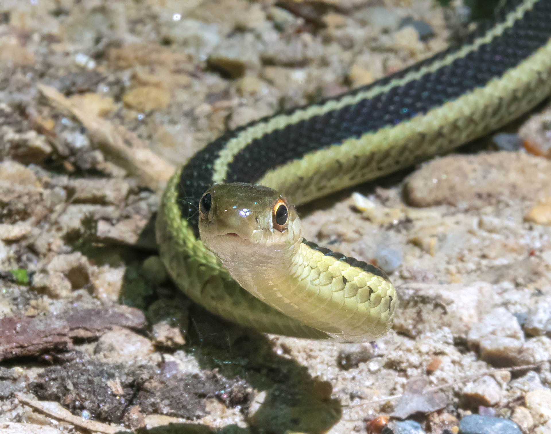 Garter Snek 4