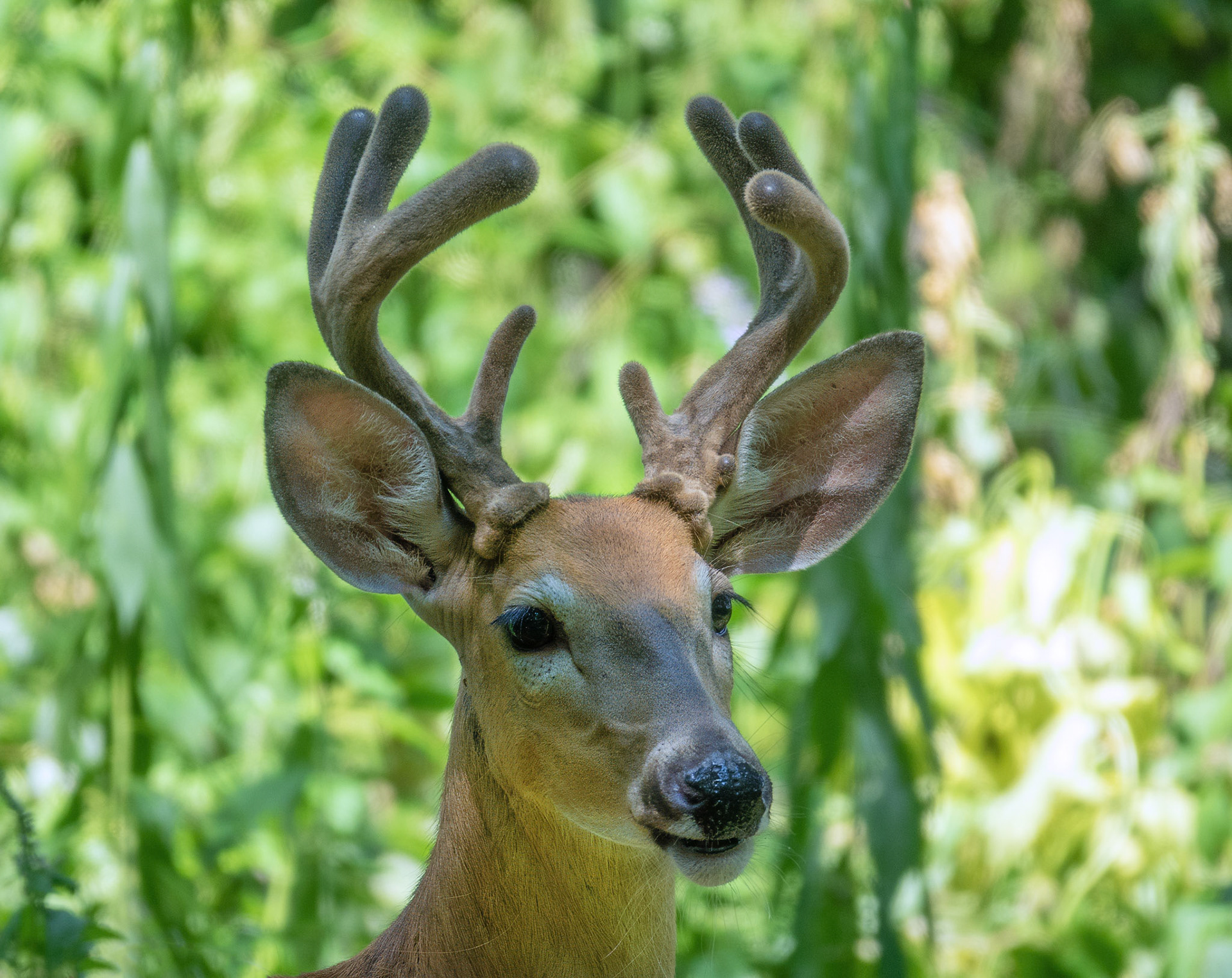 White Tail Deer (Buck)