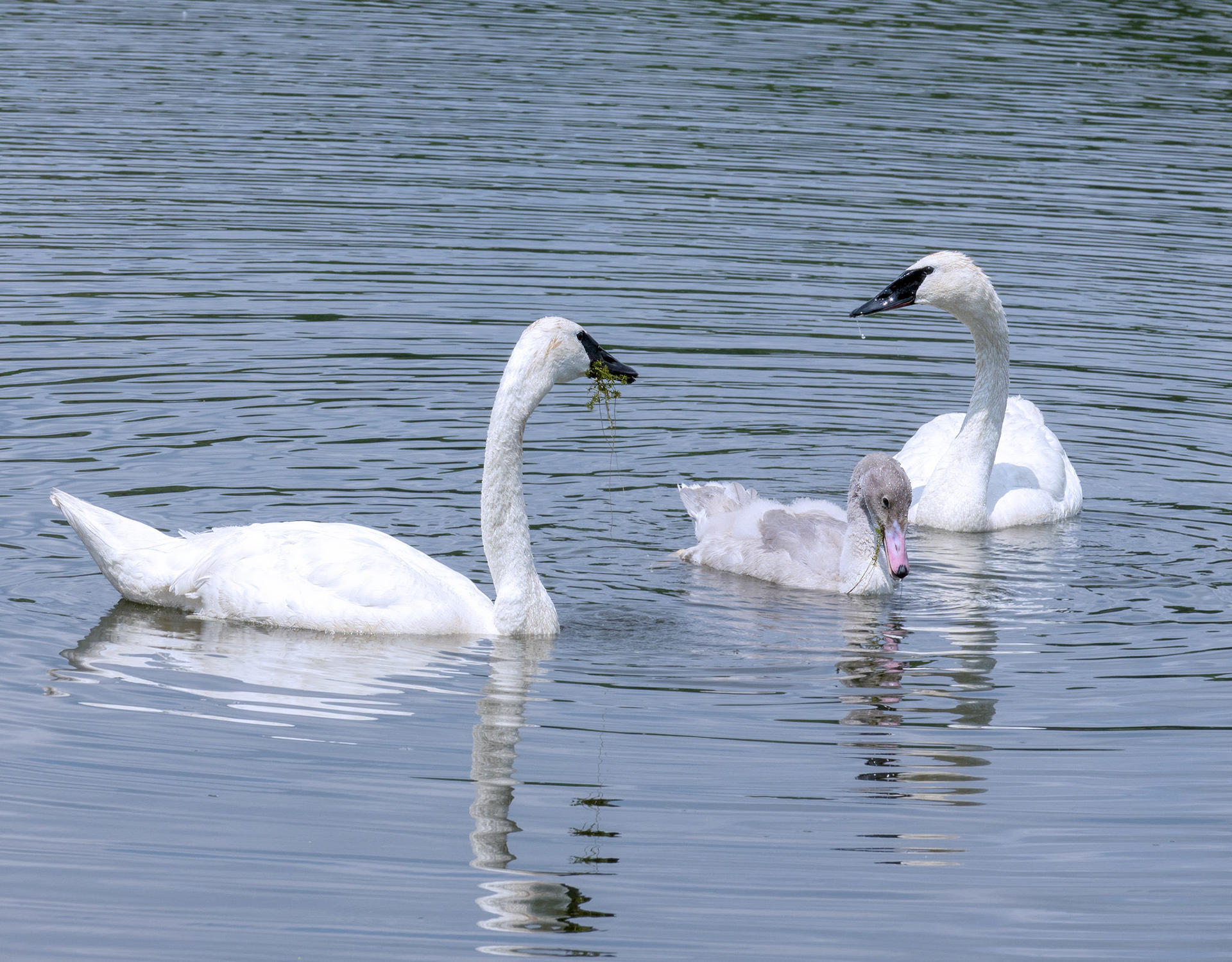 Swan Family 2