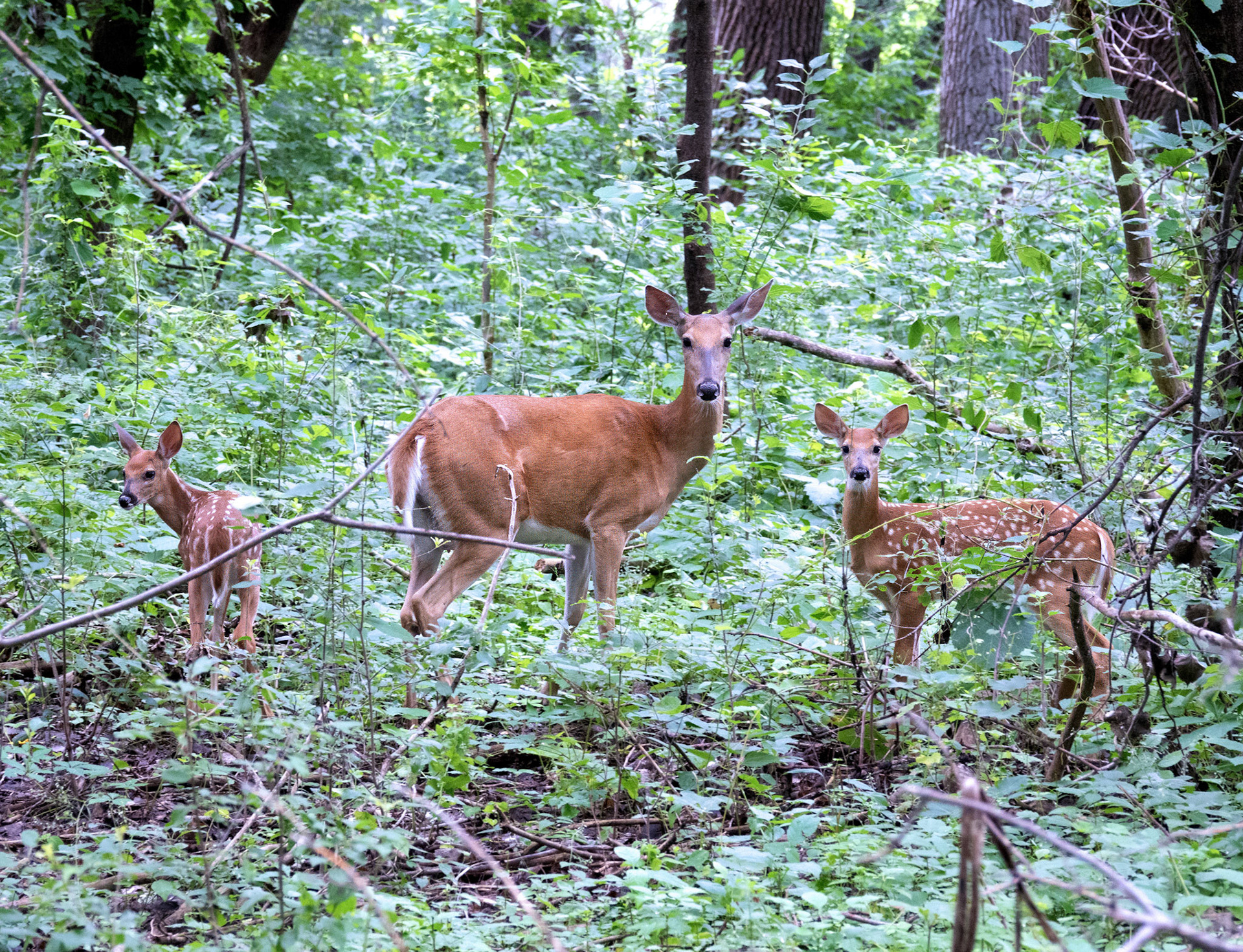 White Tail Deer (Family)