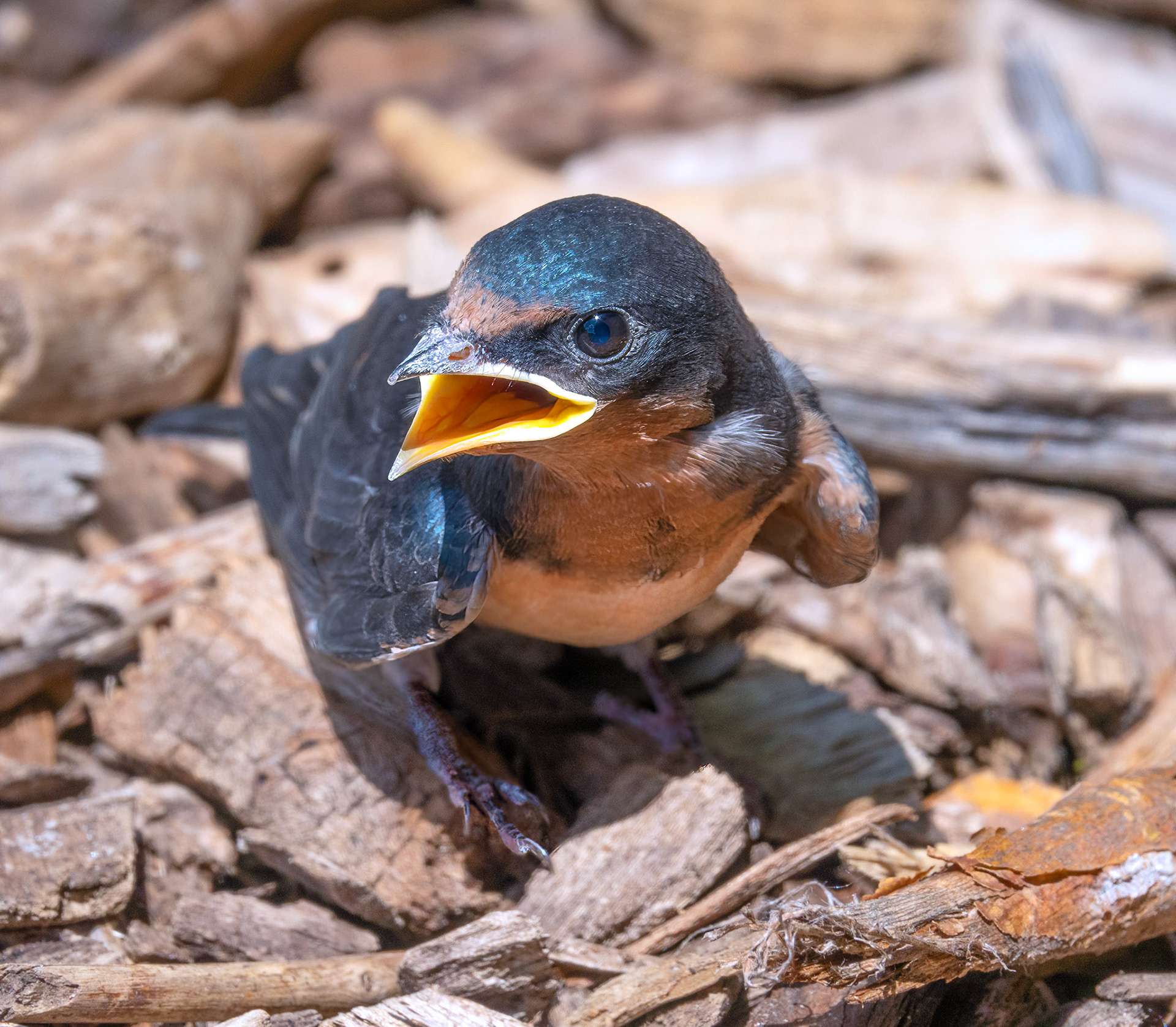 Barn Swallow (Fledgling)