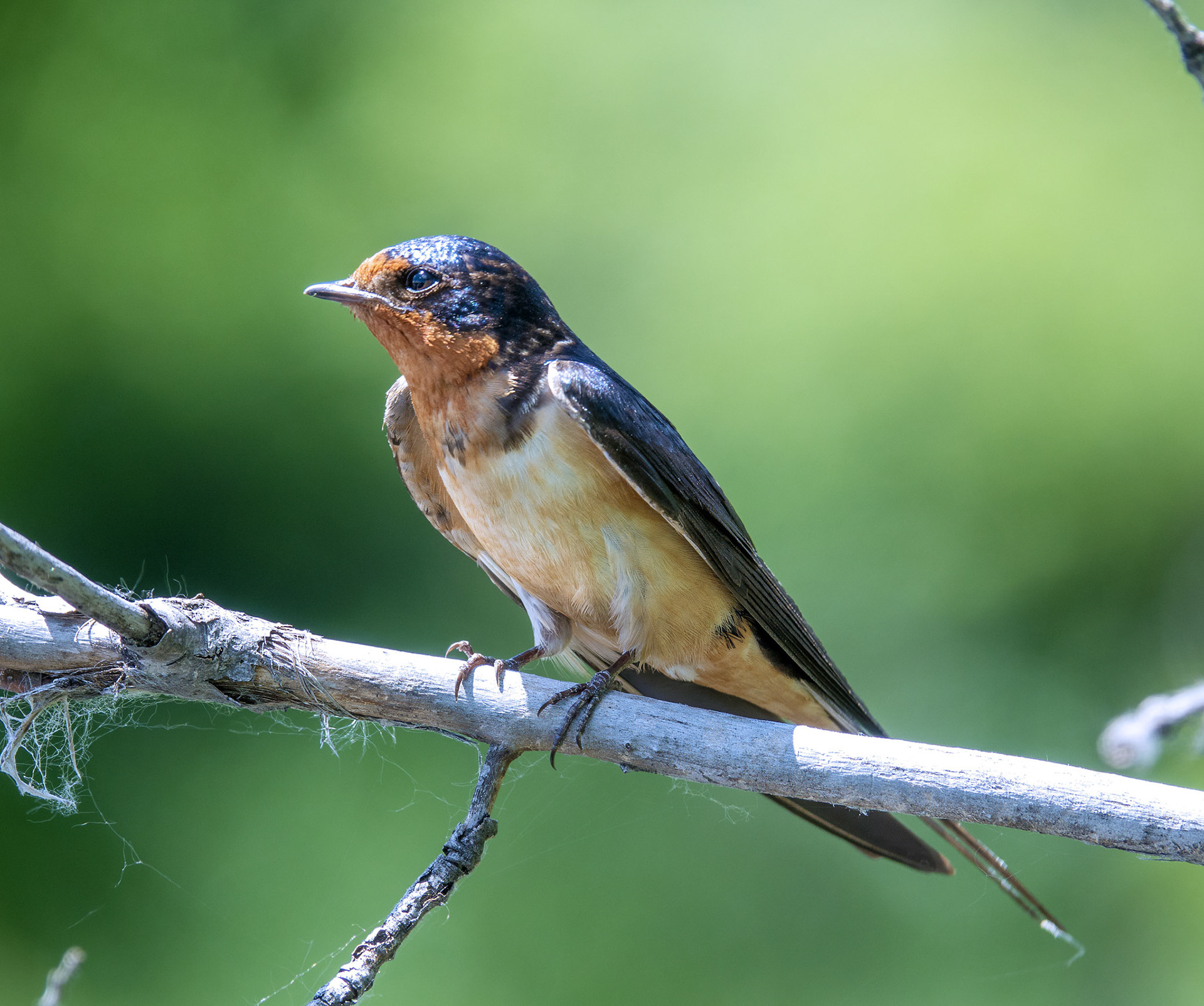 Barn Swallow
