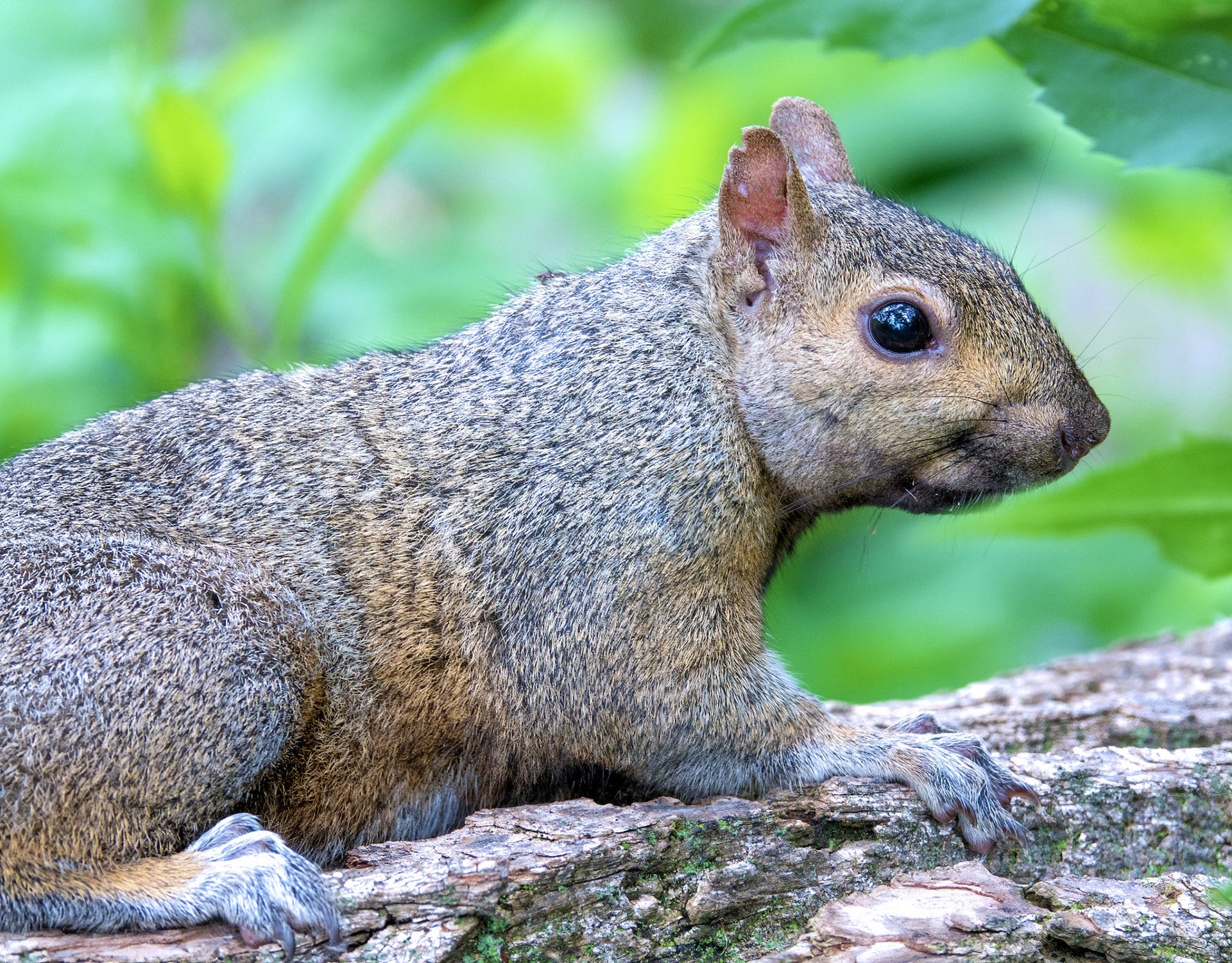 Gray Squirrel