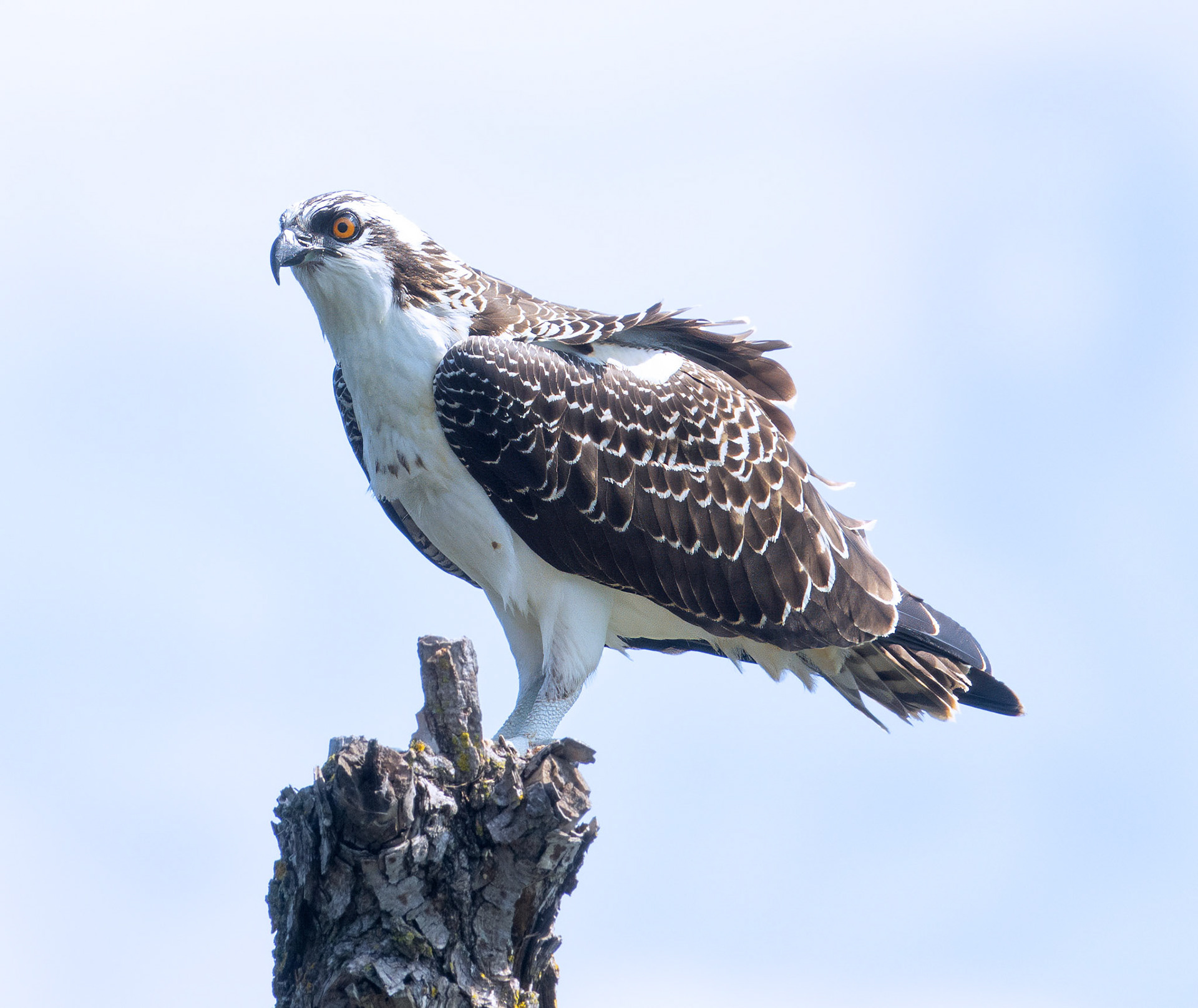 Osprey 3
