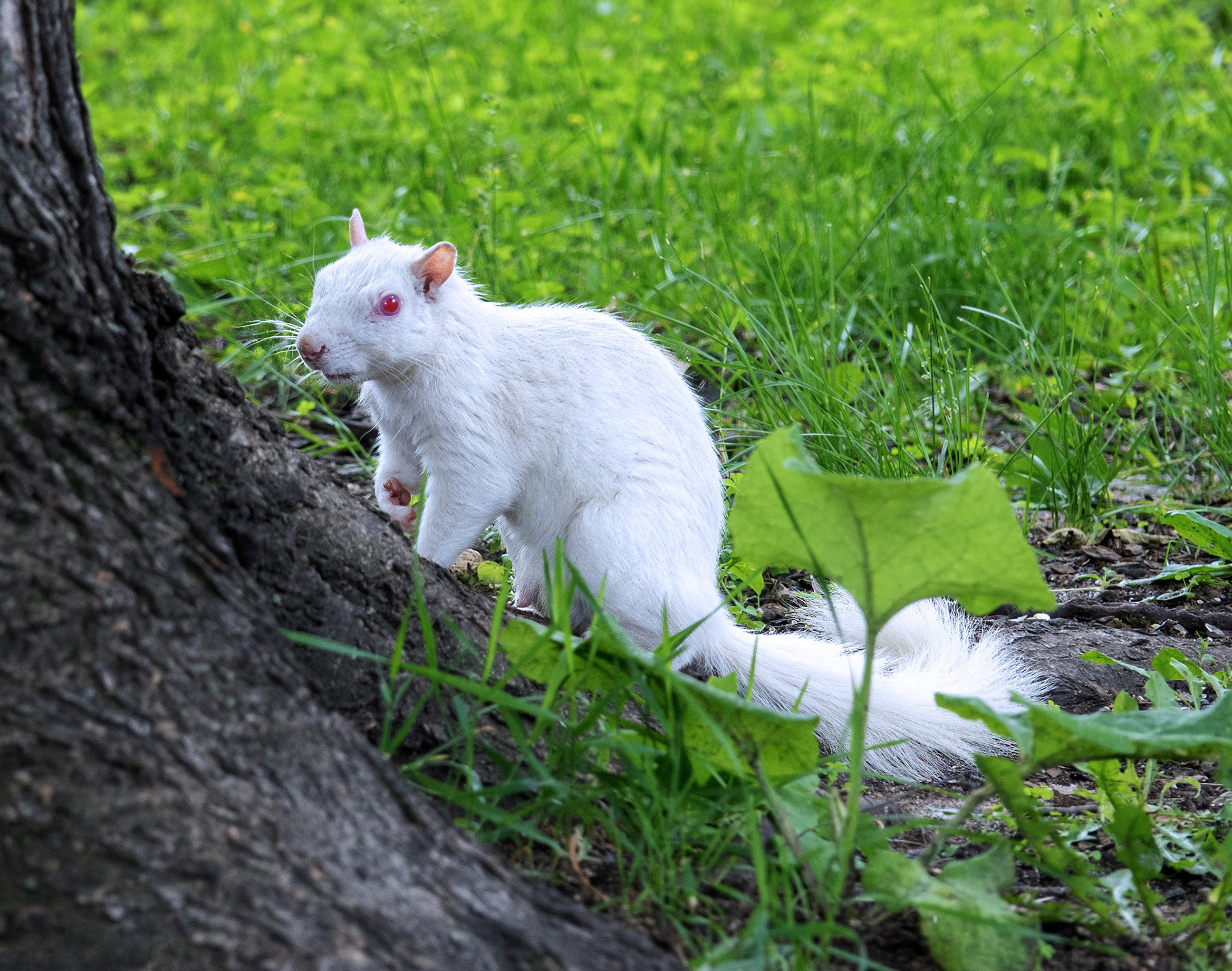 Albino Grey Squirrel