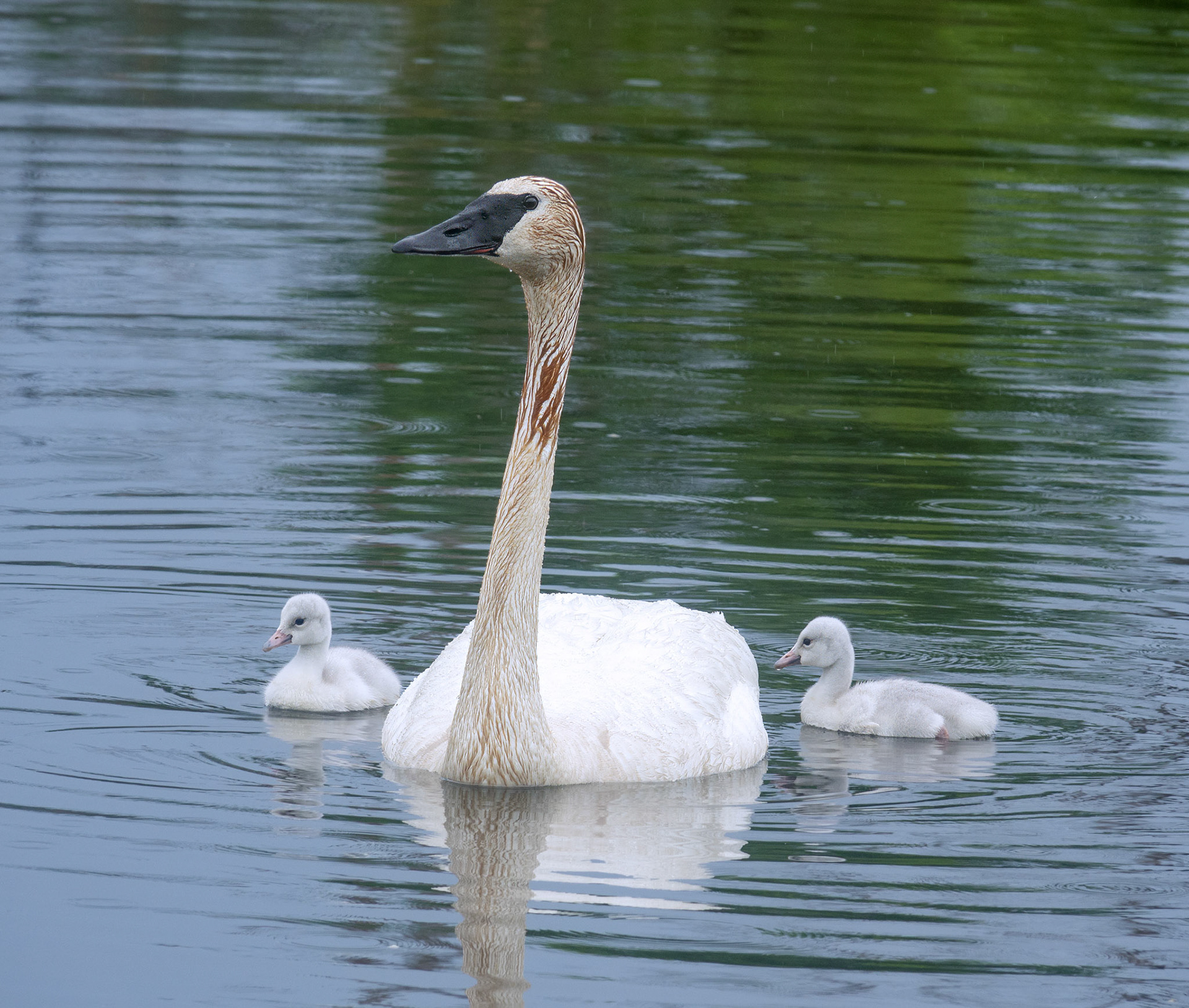 Swan Family 3