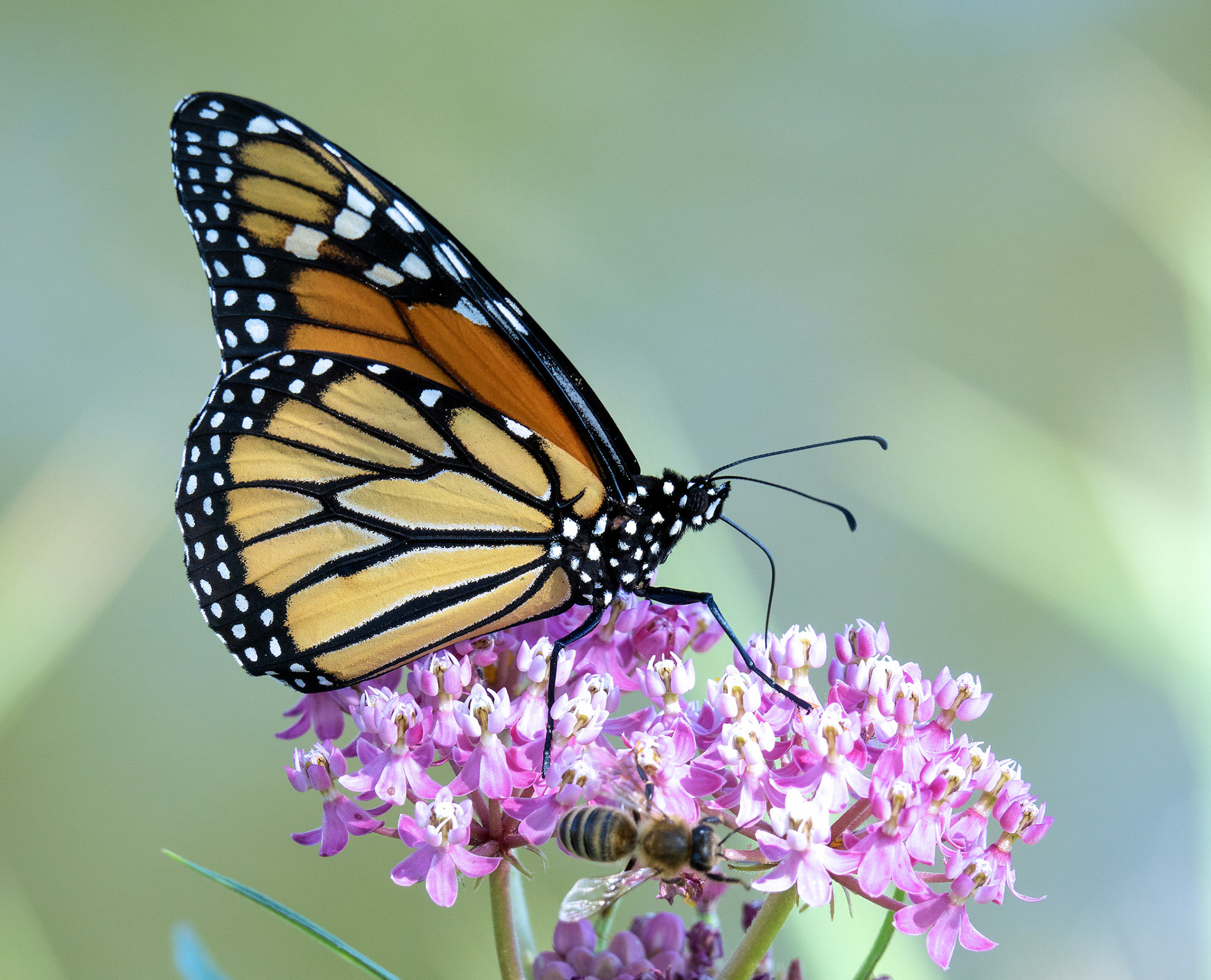 Monarch Butterfly