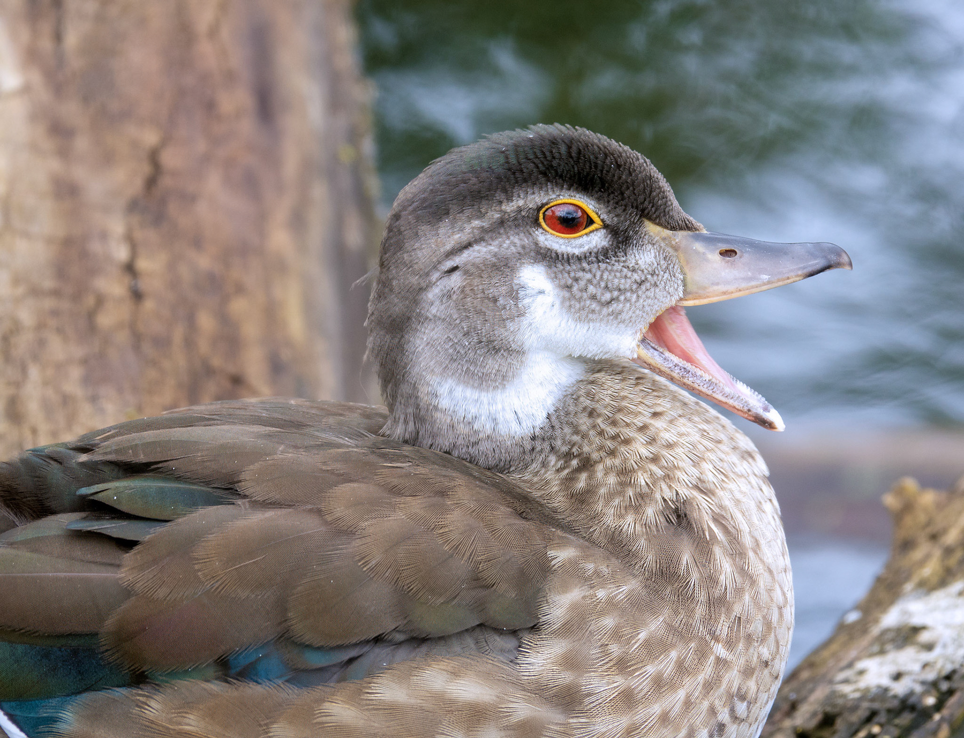 Wood Duck 5
