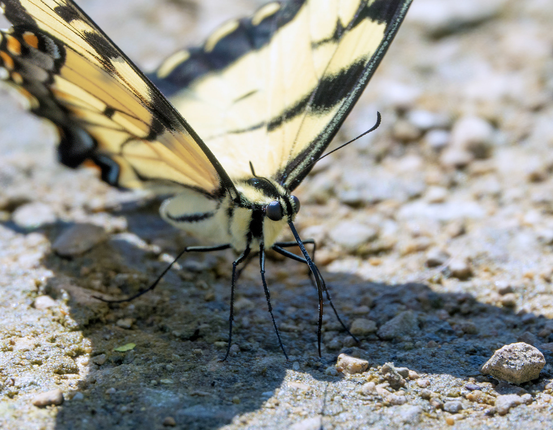 Eastern Tiger Butterfly 2