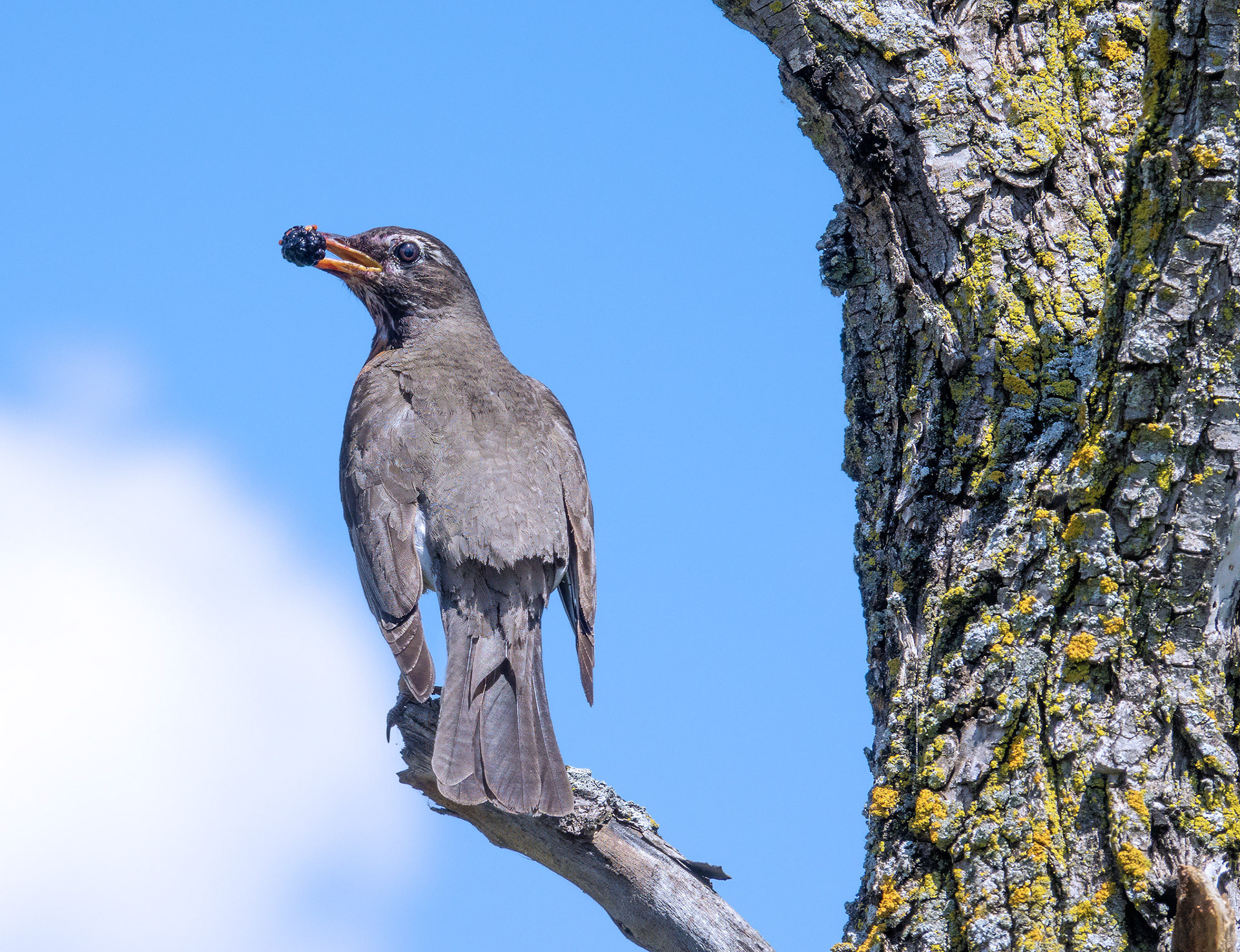 American Robin