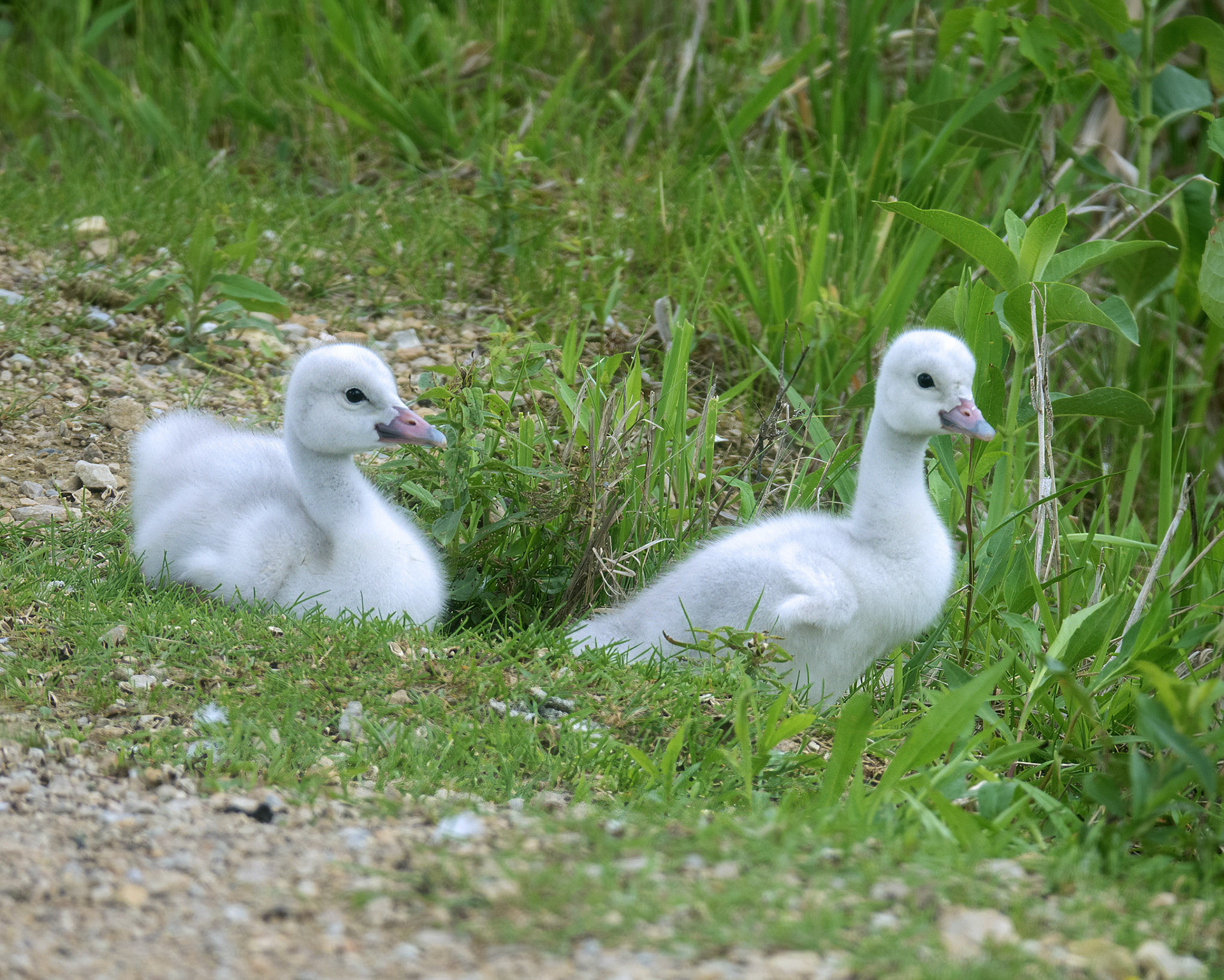 Cygnets 2