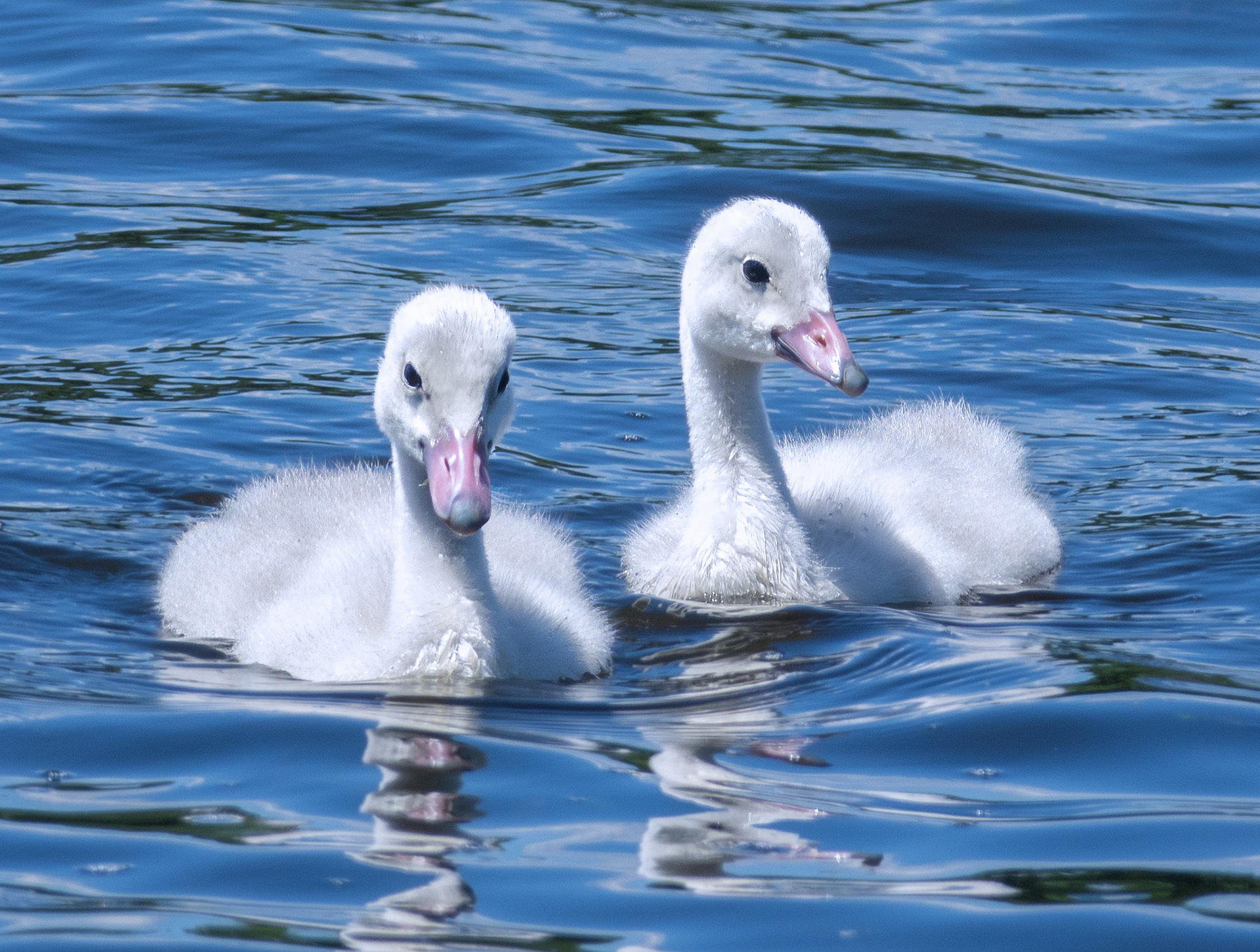 Cygnets 3
