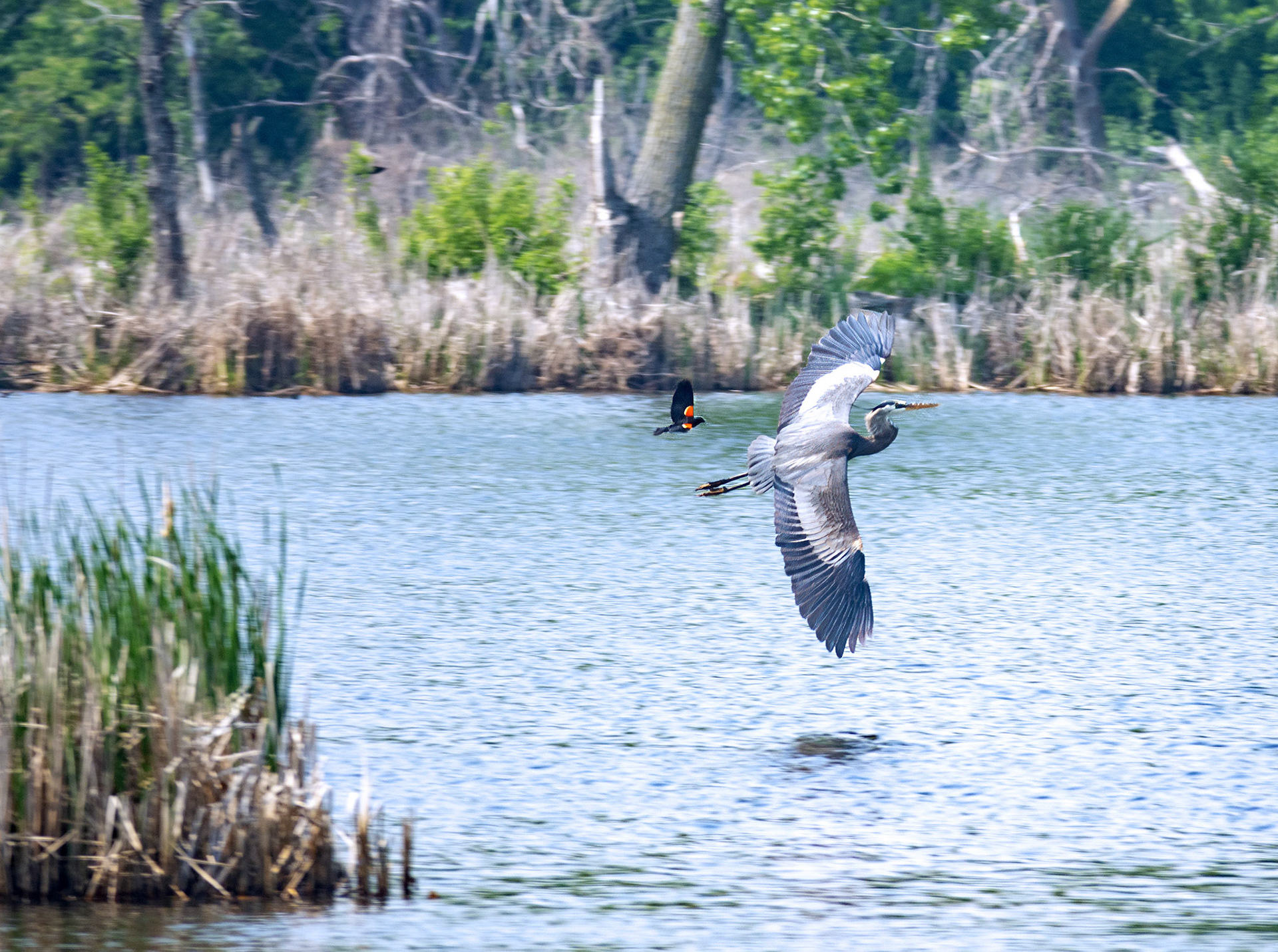 Great Blue Heron 2