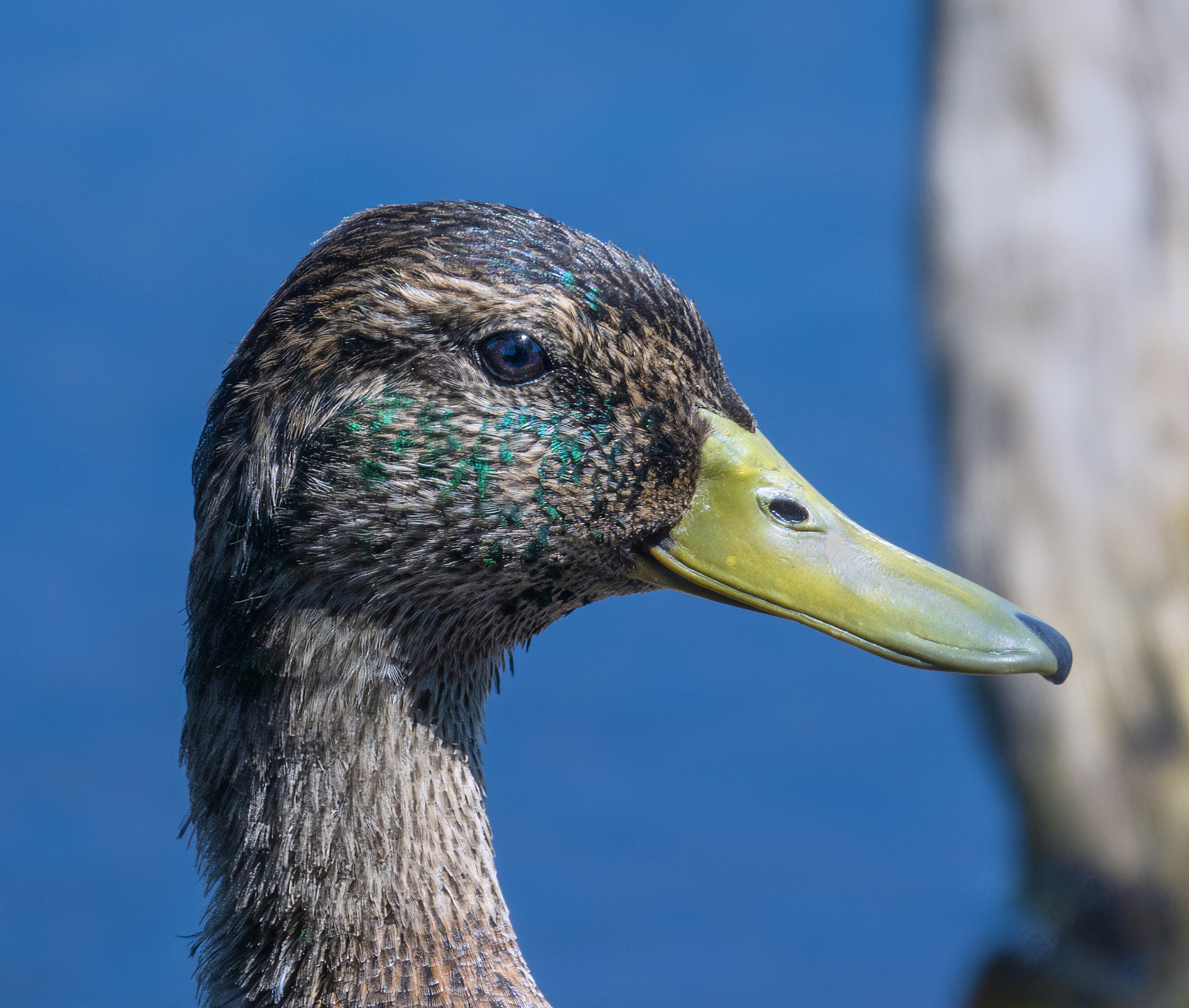 Mallard (Moulting)