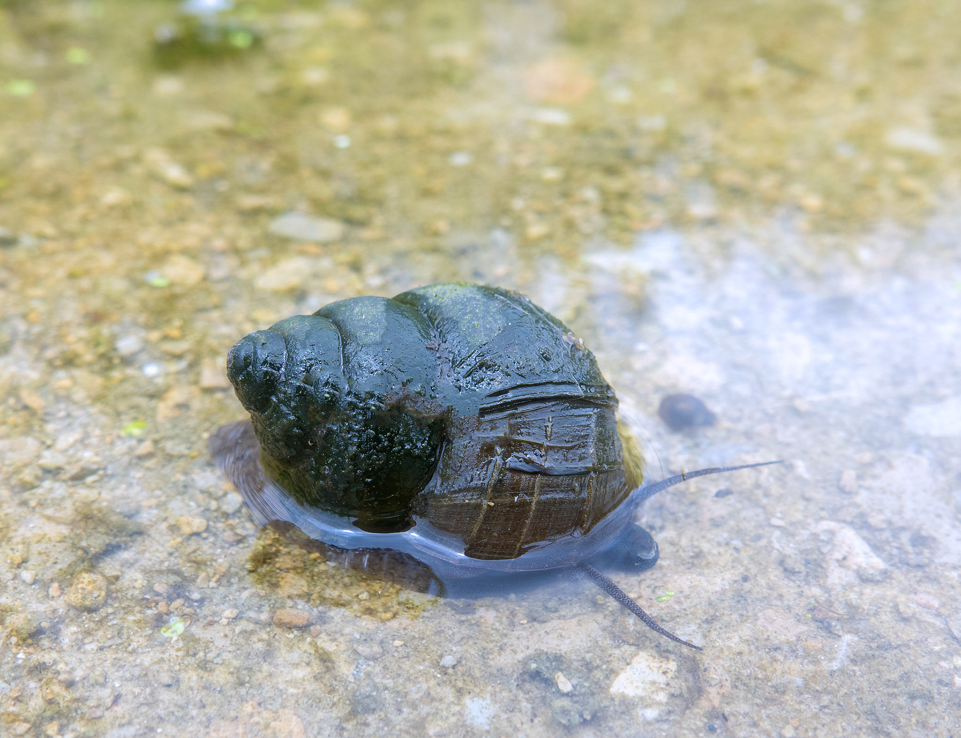 Snail