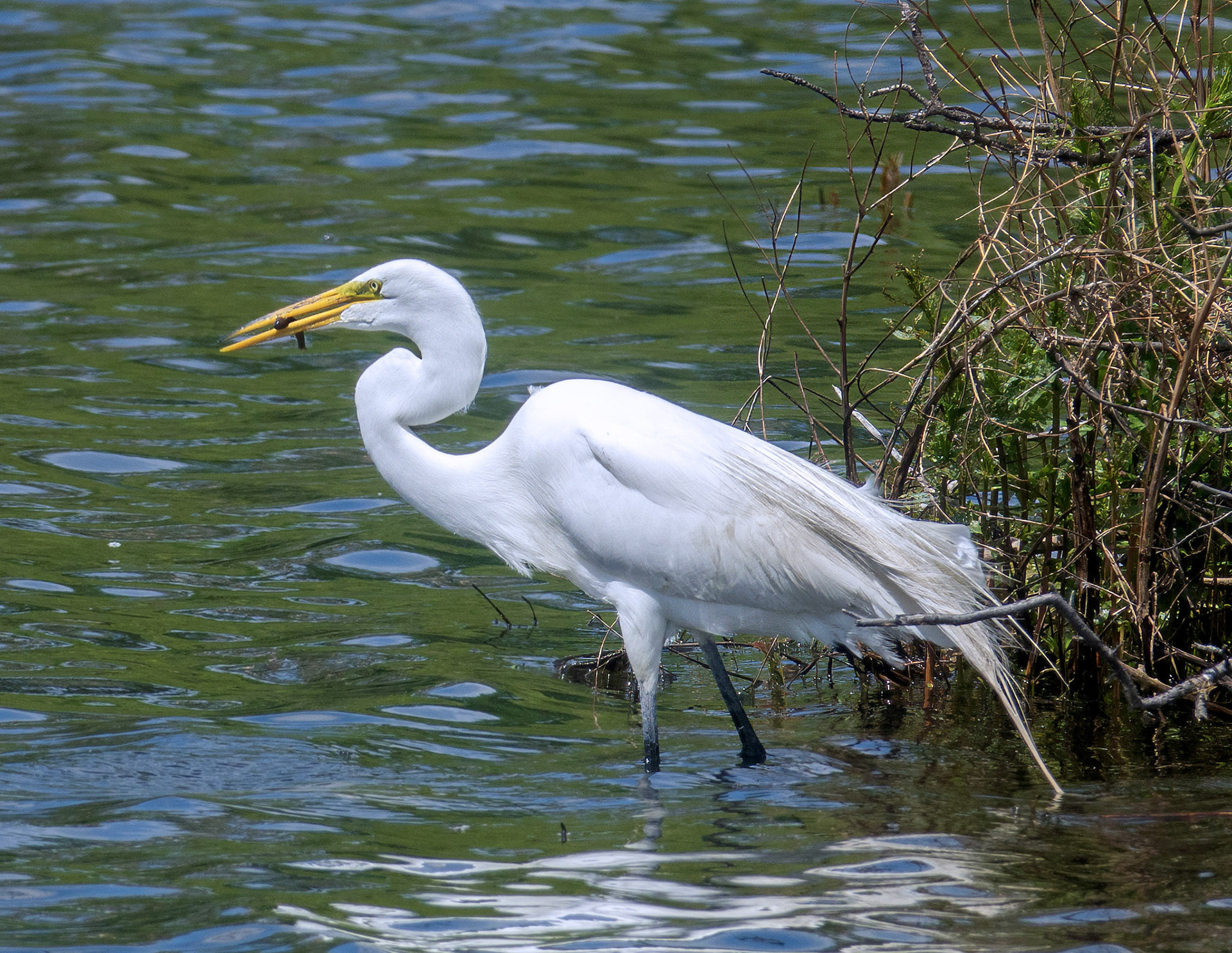 Great Egret 4