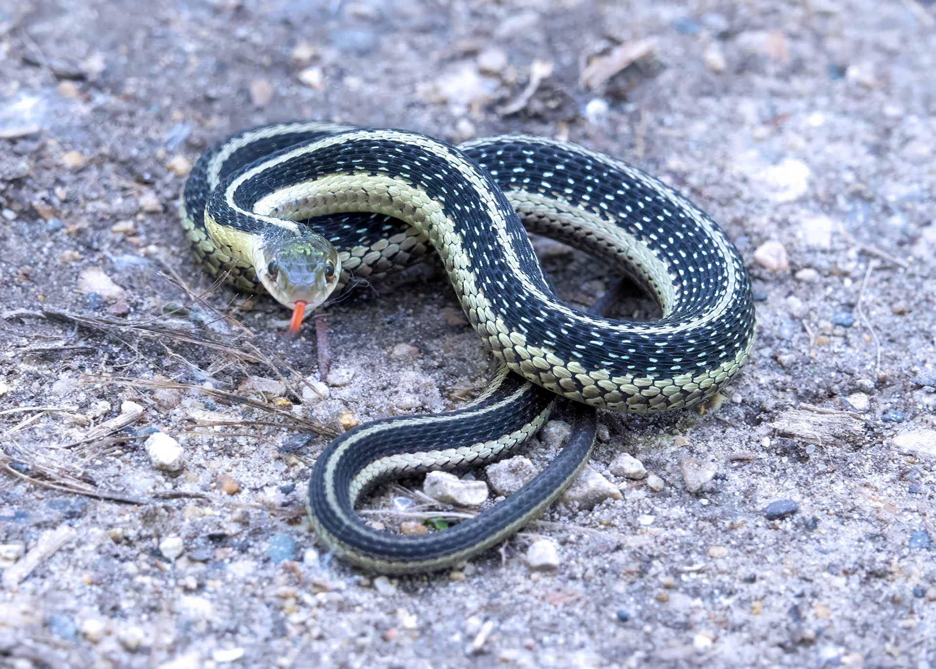 Garter Snek 3