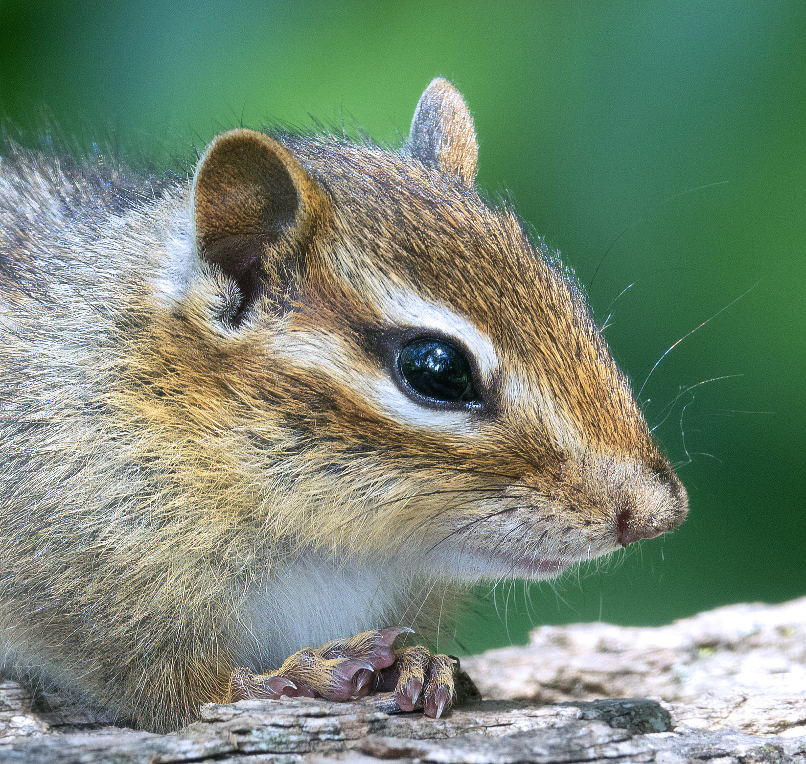 Chipmunk 4