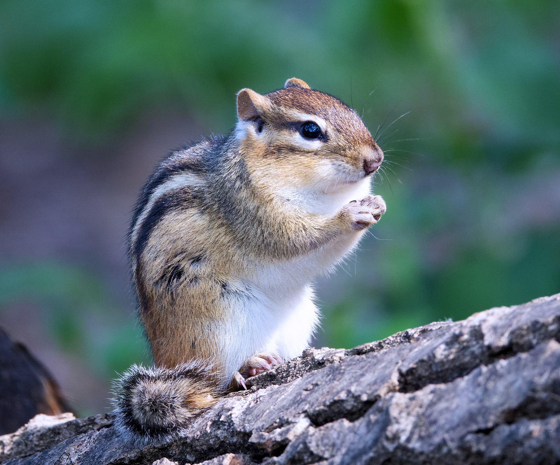 Chipmunk 3