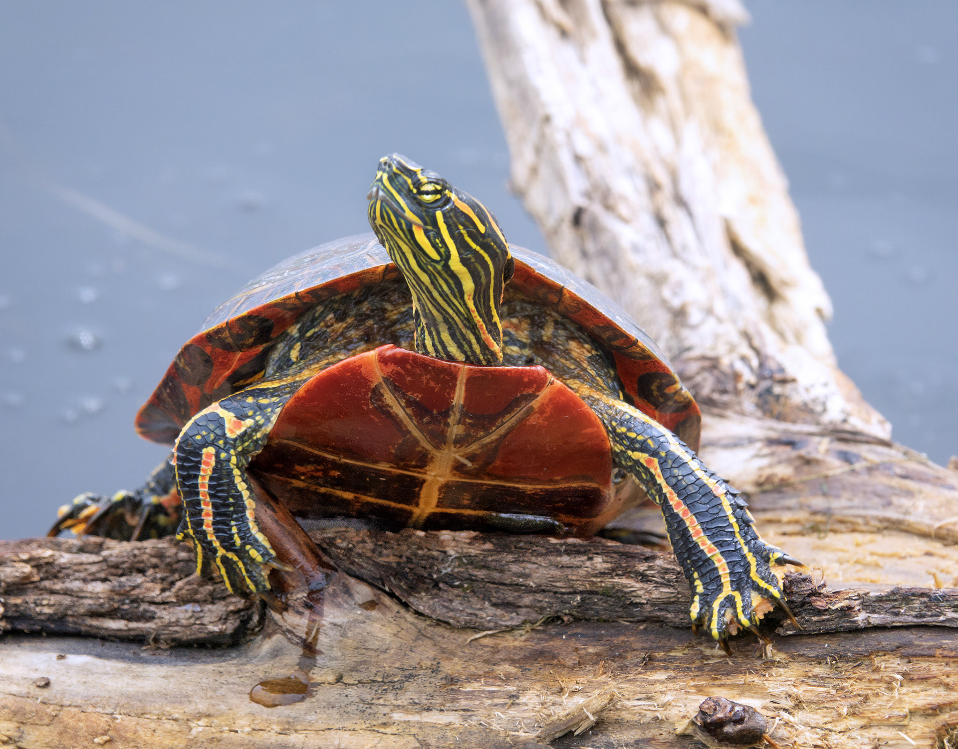 Painted Turtle 1