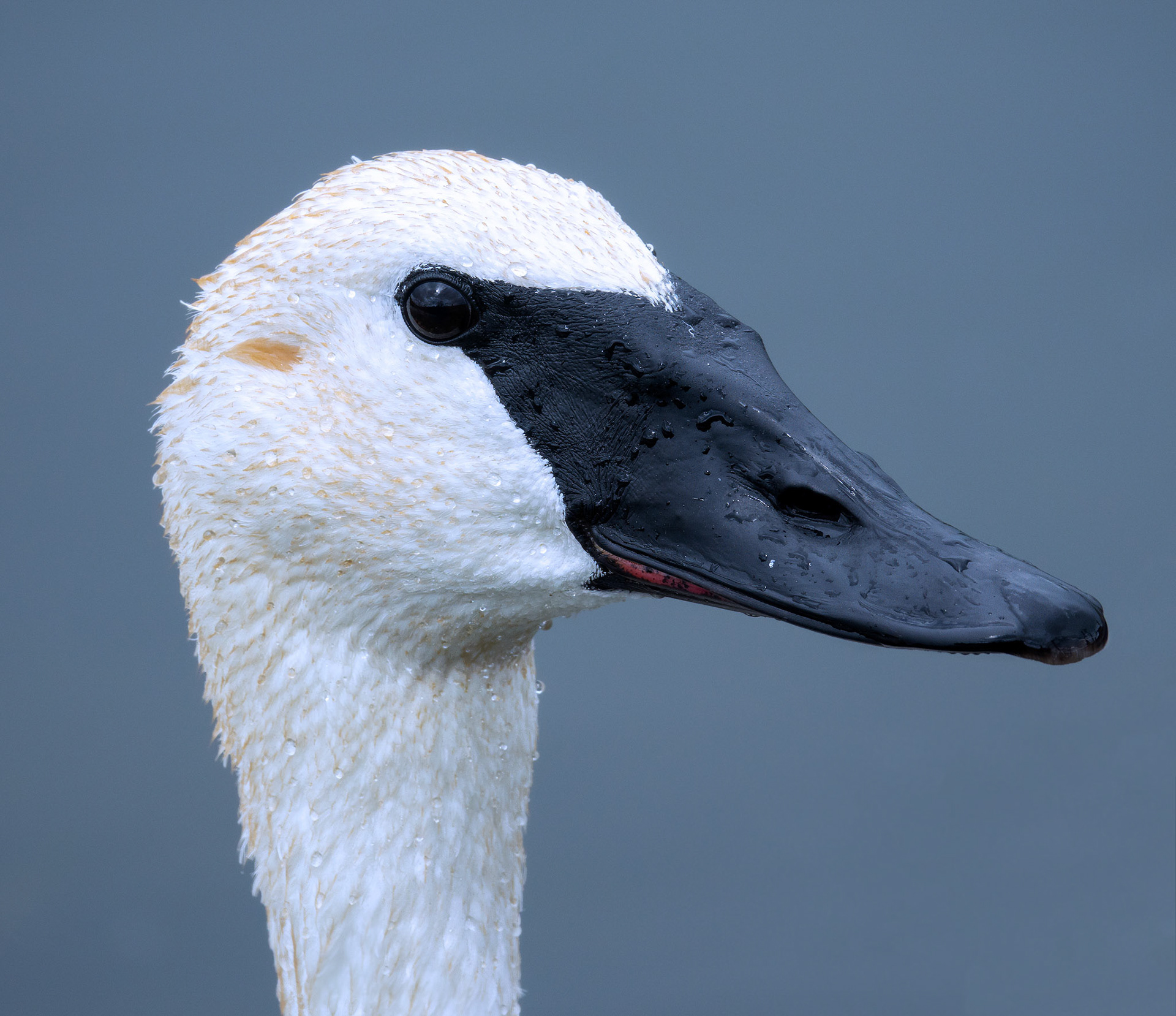 Swan 1