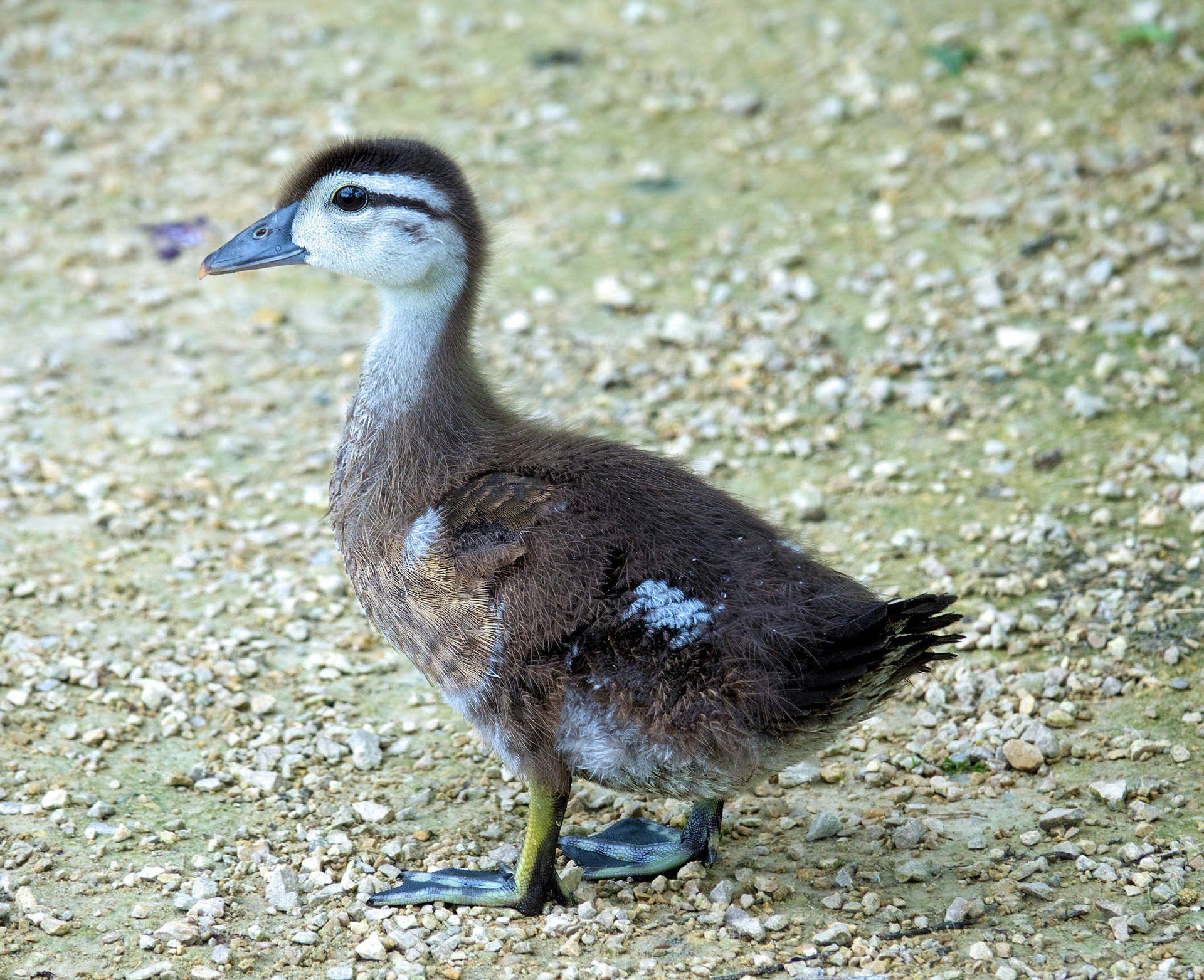 Wood Ducklet