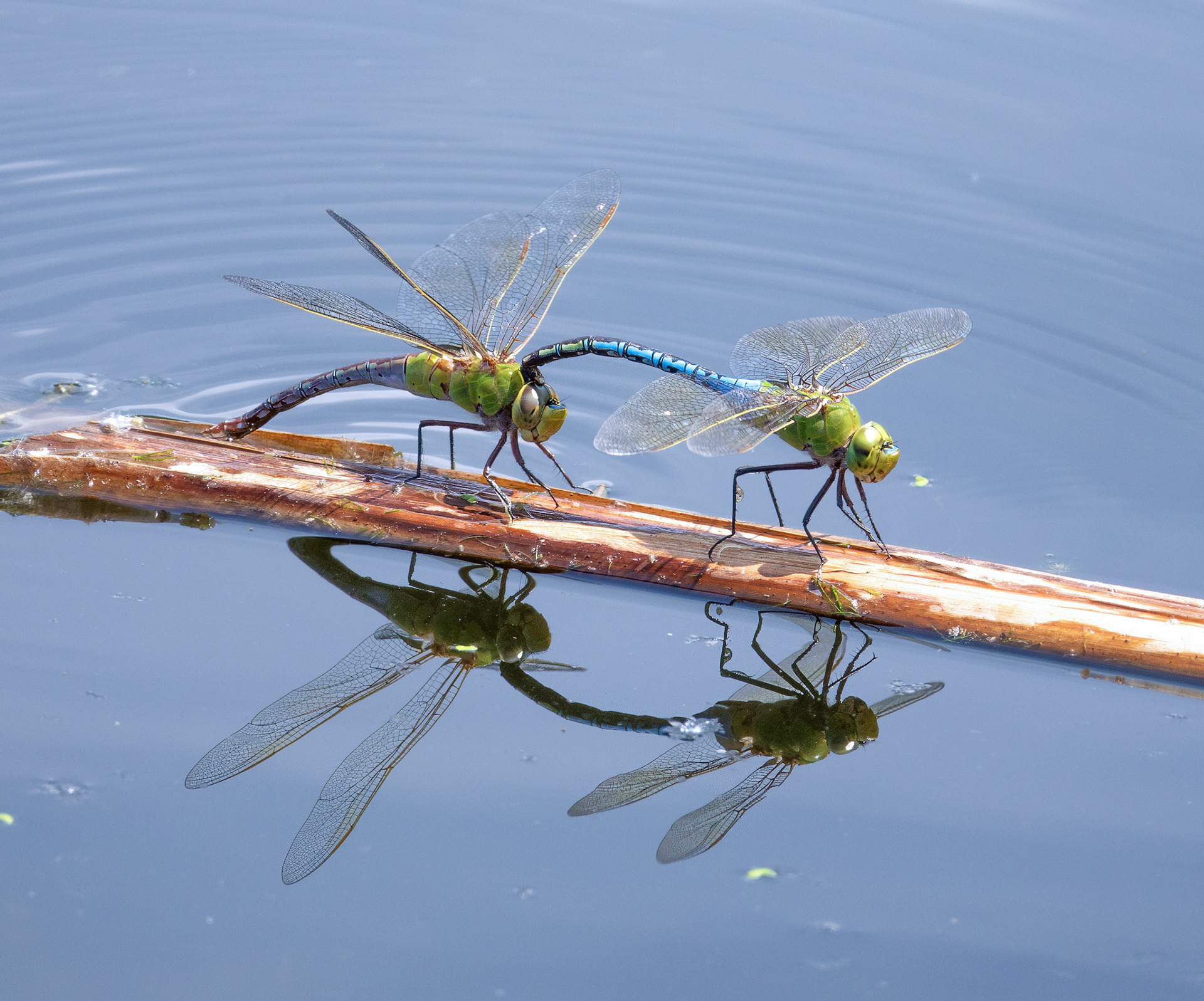 Common Green Darner Dragonflies