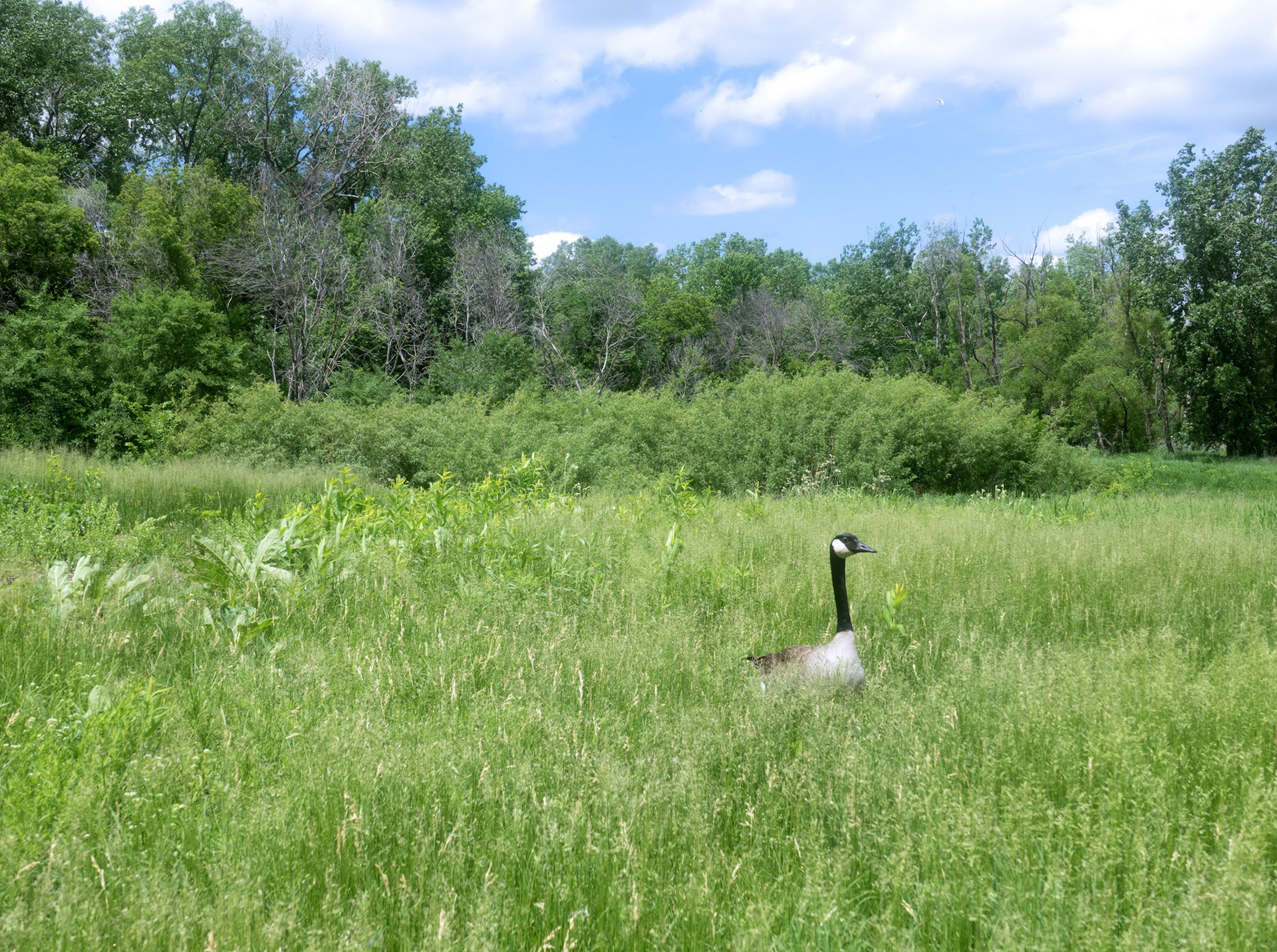 Goose in Field