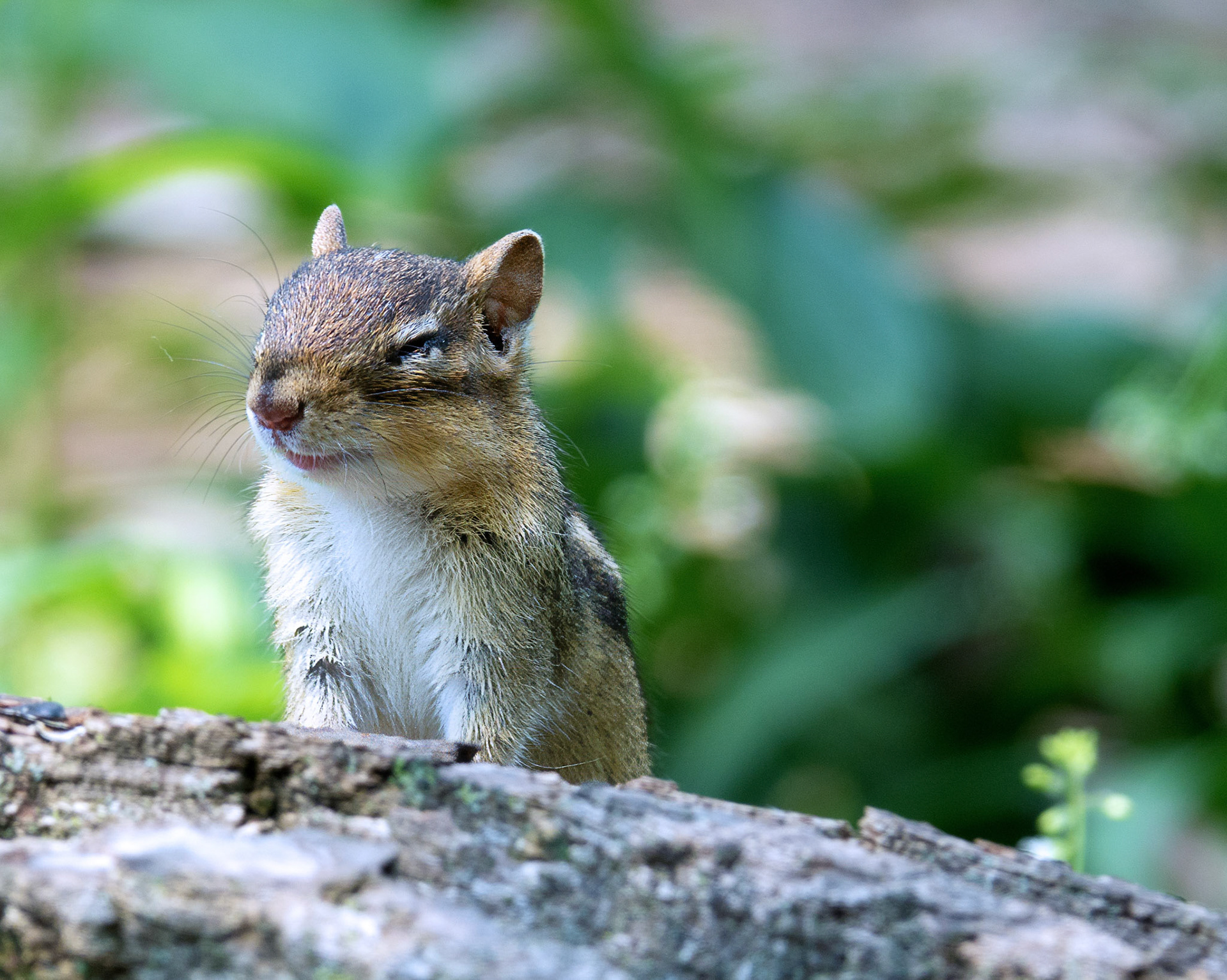 Chipmunk 2