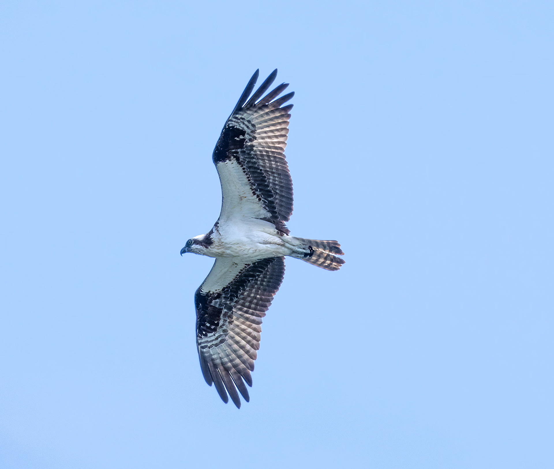 Osprey 4